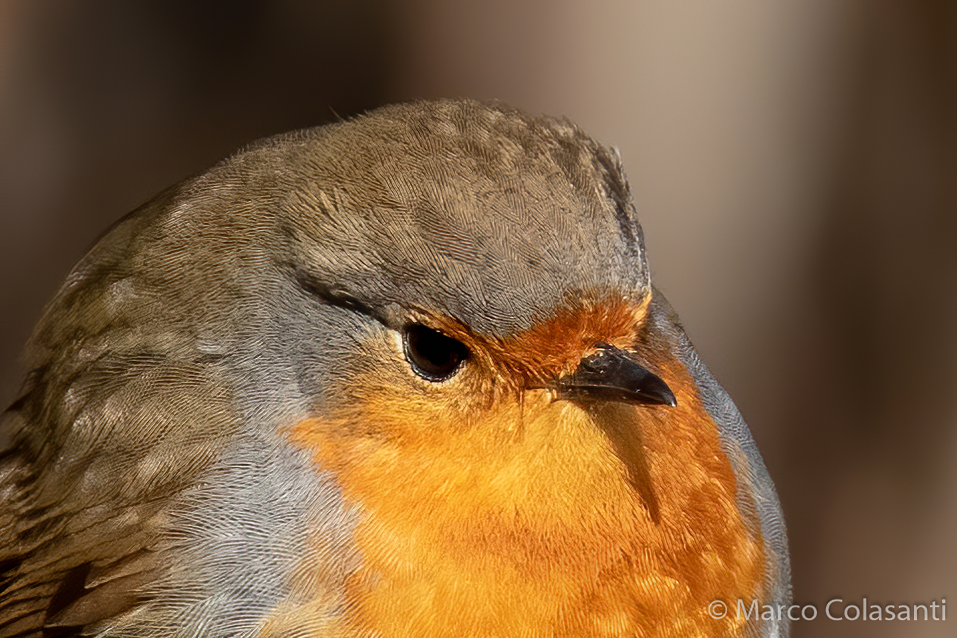 I think I ate too much today (robin)