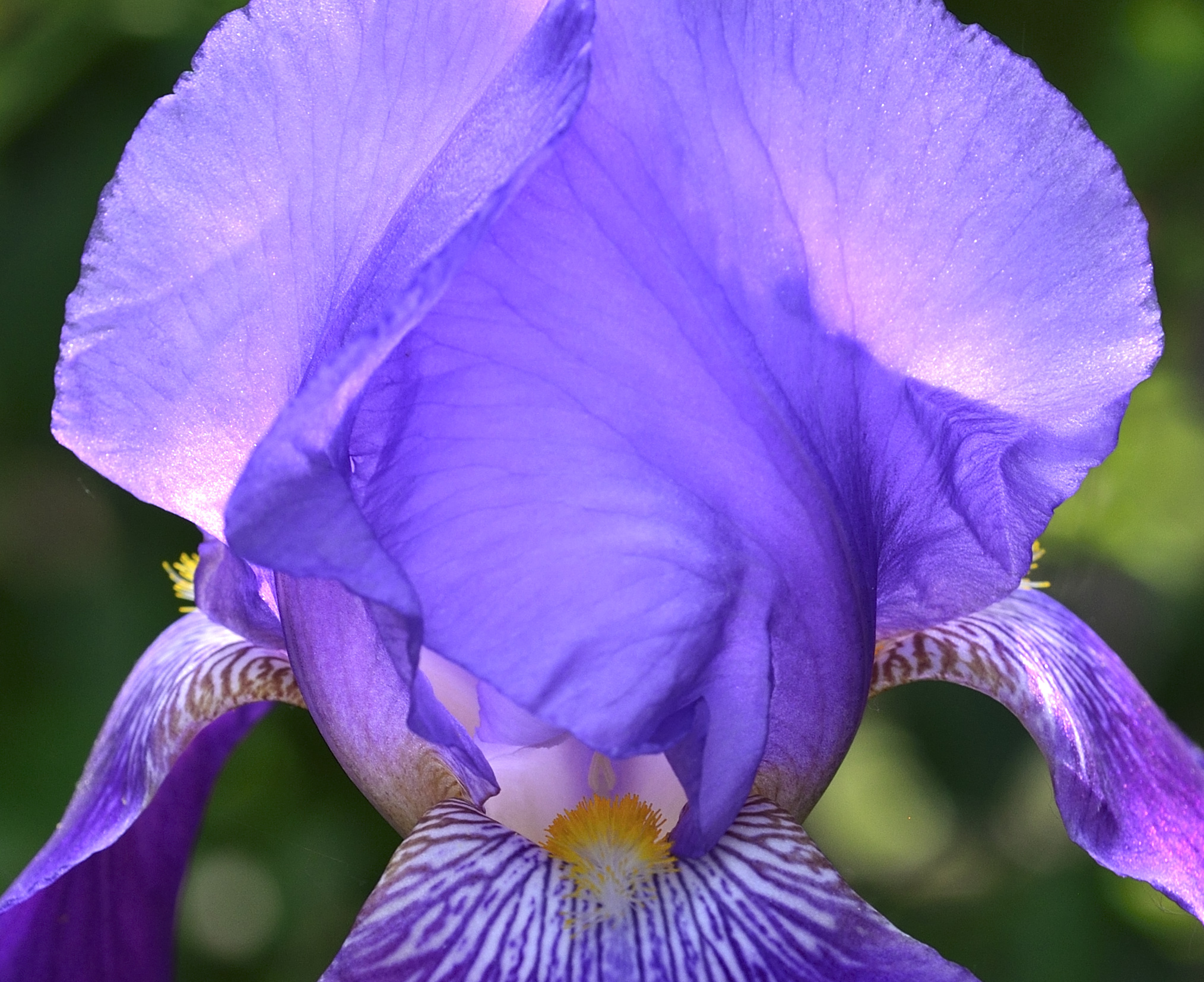 Iris