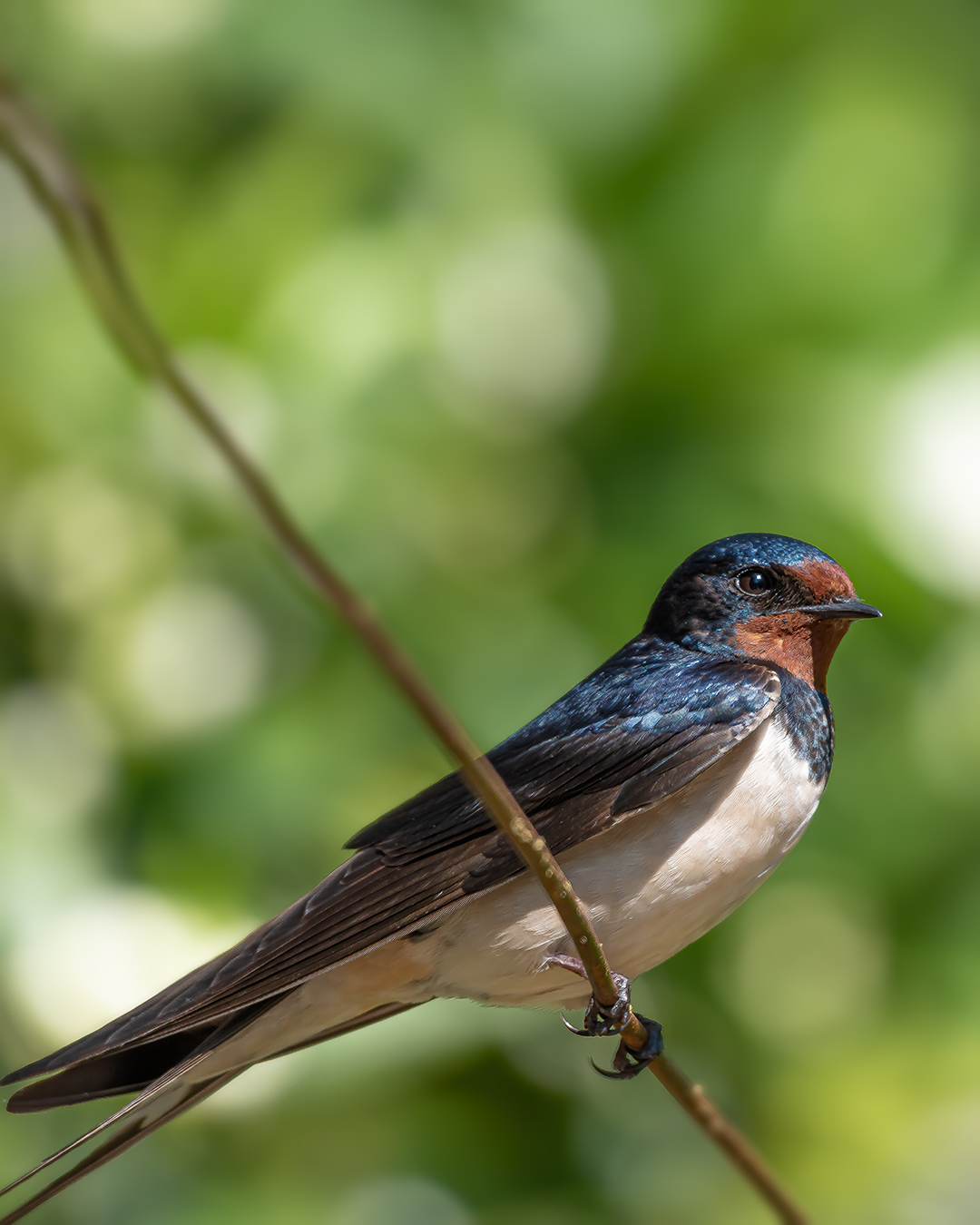 Swallow