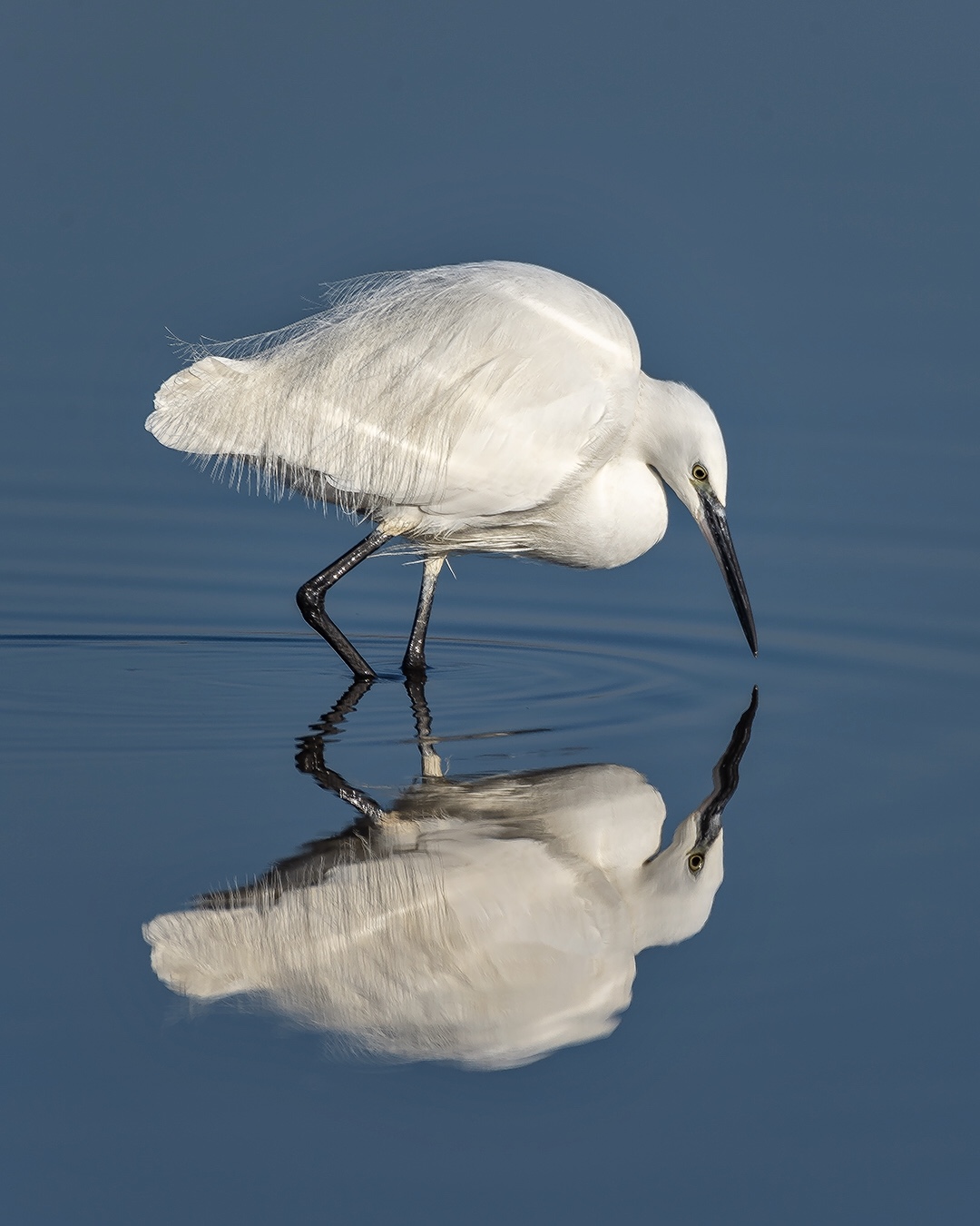 egrets