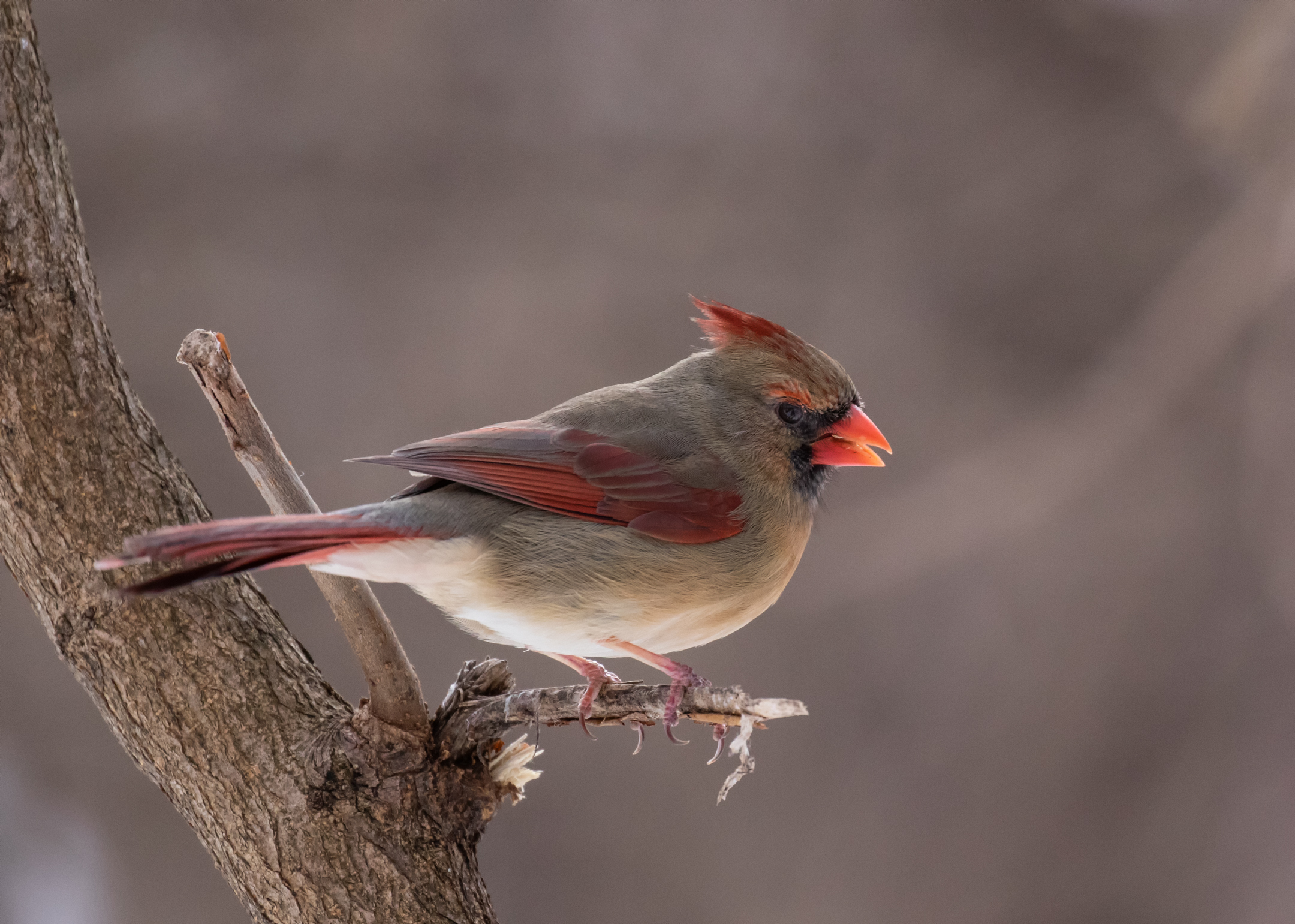 Female Northern Cardinal.