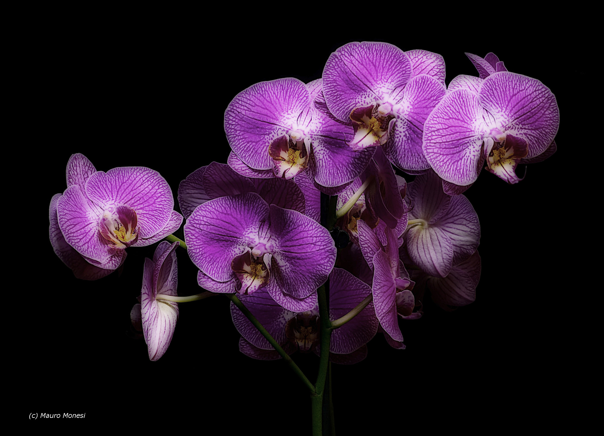 Orchid