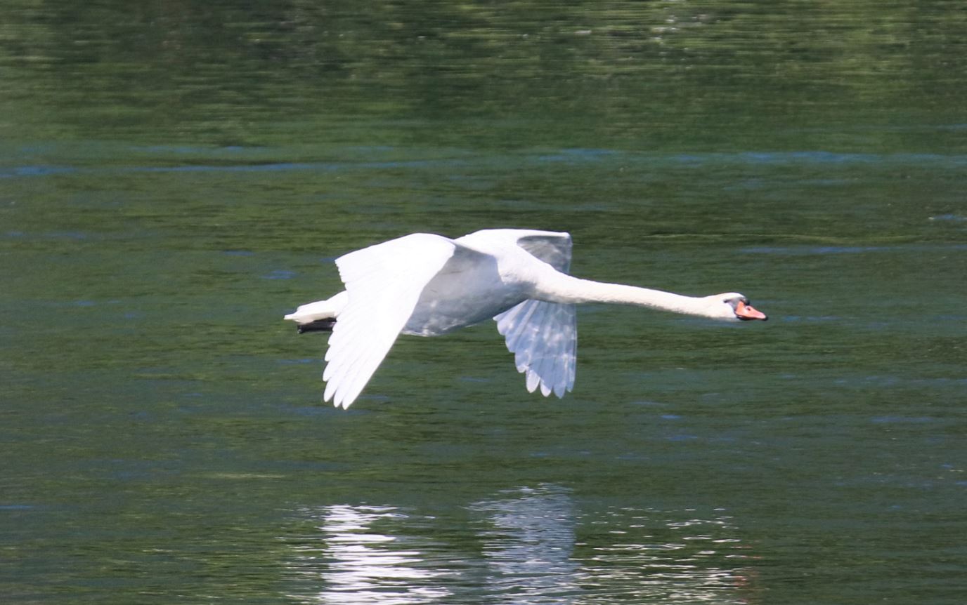 The flight of the swan wings down