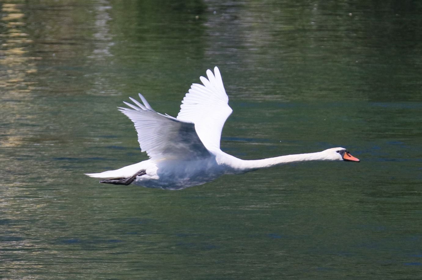 the flight of the swan wings on