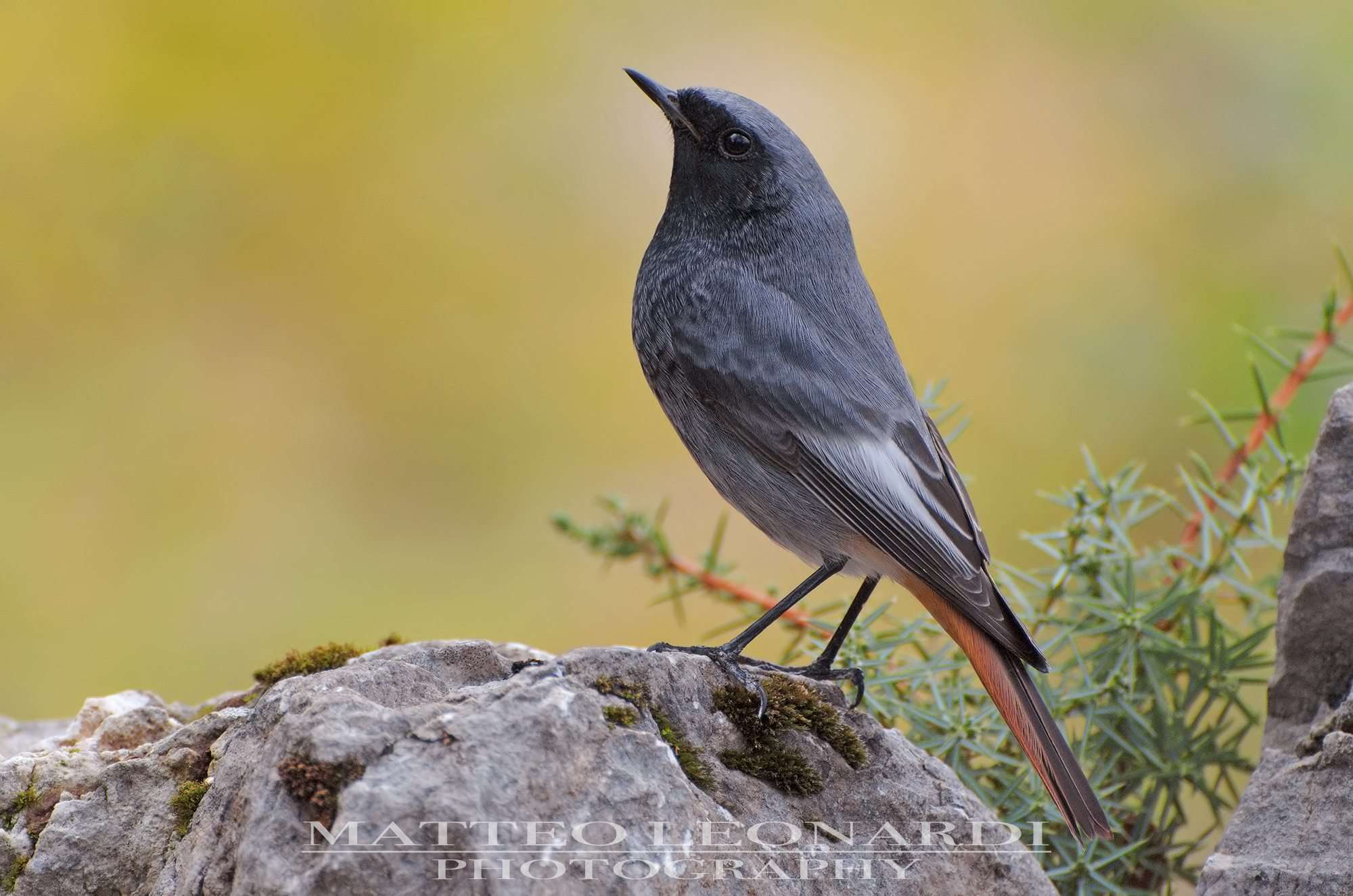 Codirosso Chimney Sweep Male - Apuane Alps