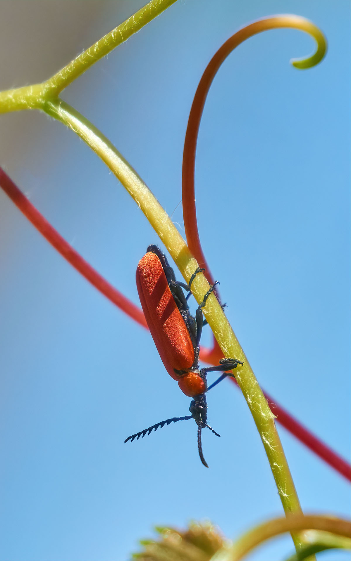 Pyrochroa coccinea - 20.05.20 - Colli Tortonesi