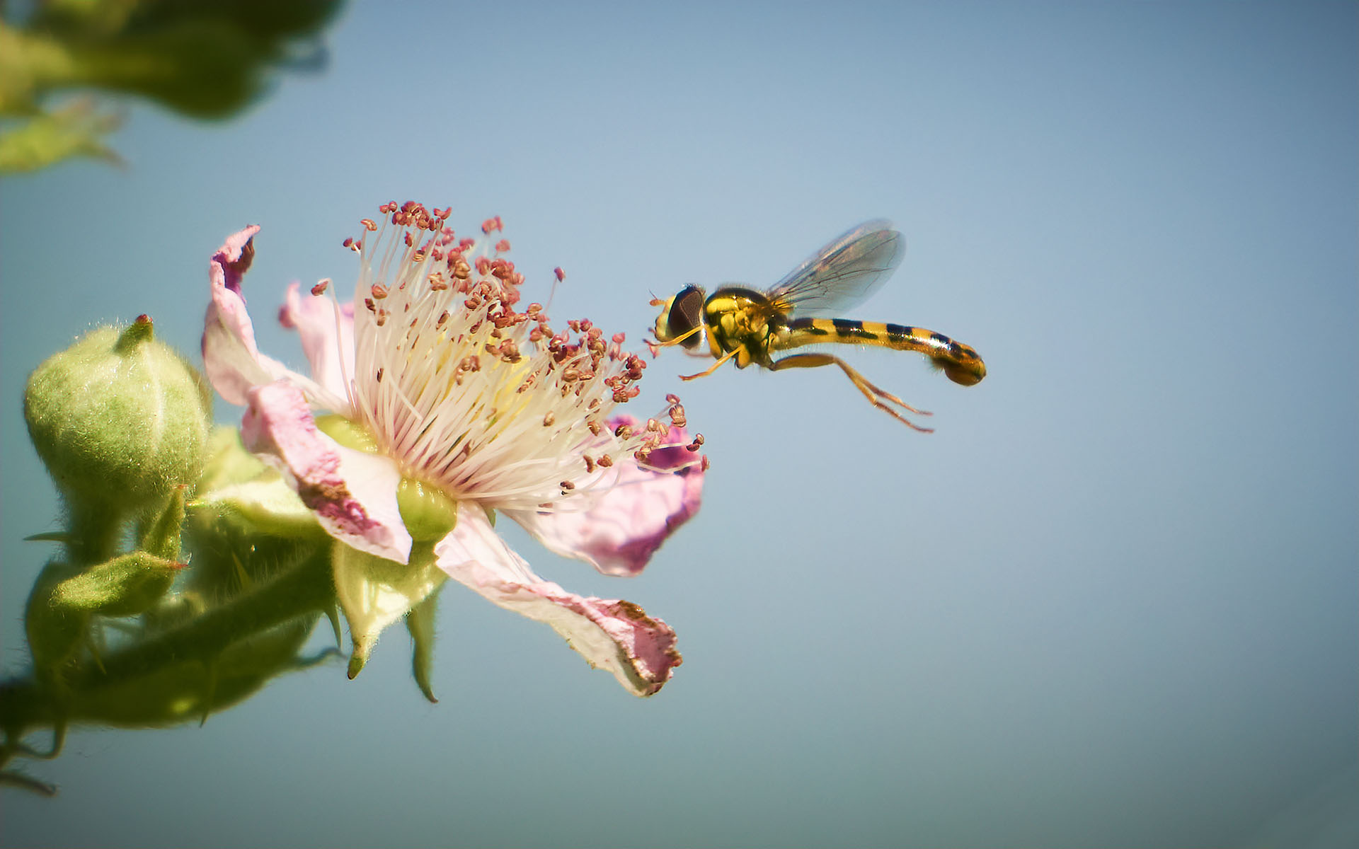 Fiore di rovo con Syrphidae - 20-05-20