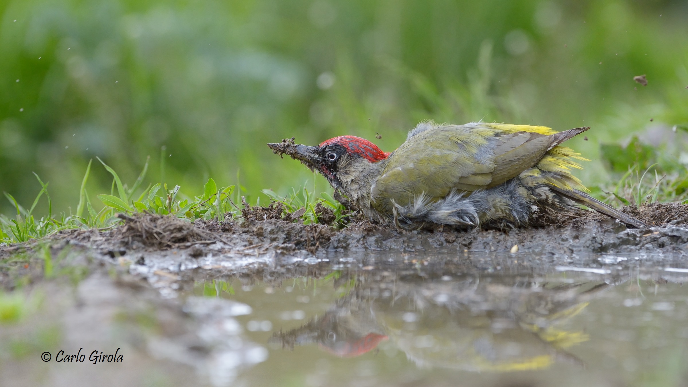 Green woodpecker (Picus viridis)