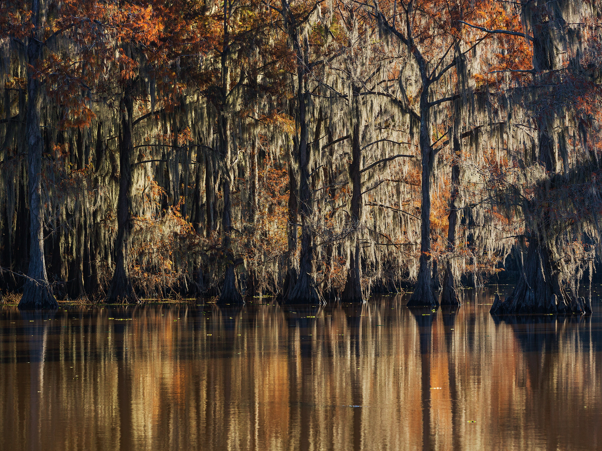 Autumn glory on Caddo Lake