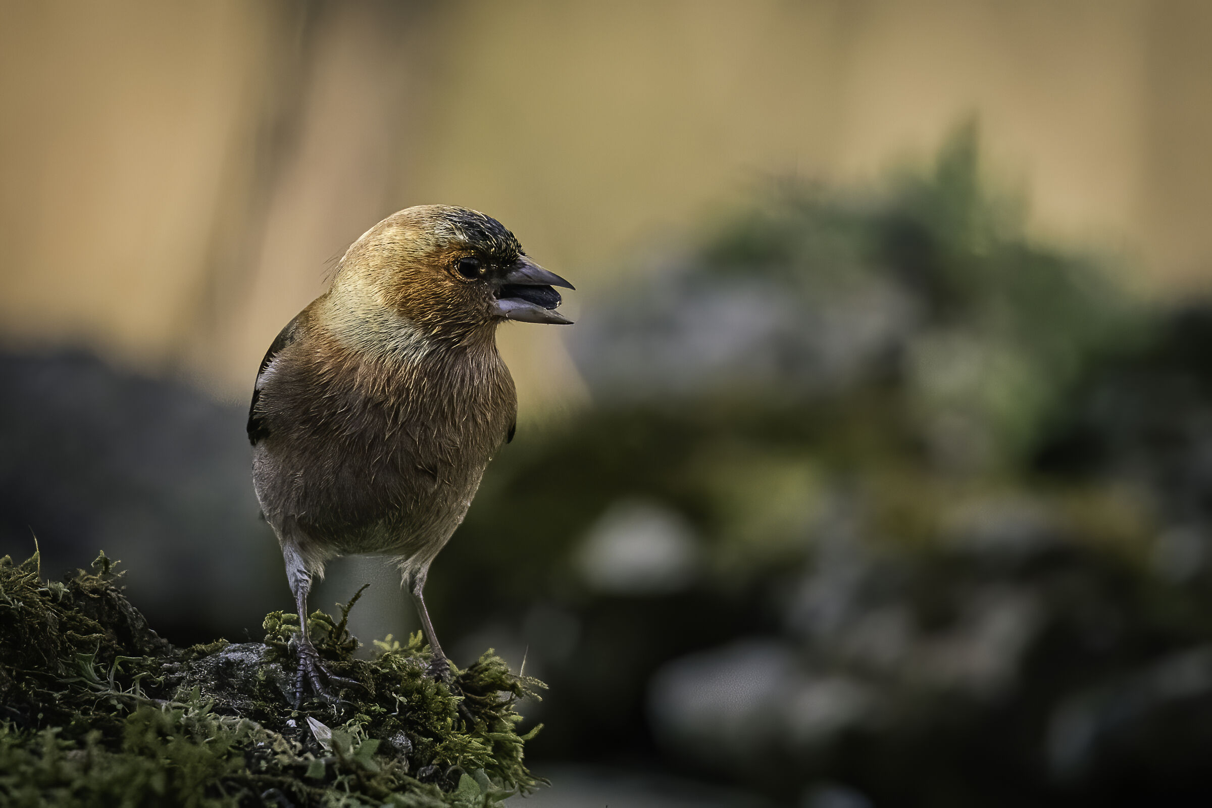 The finch between light and shadow