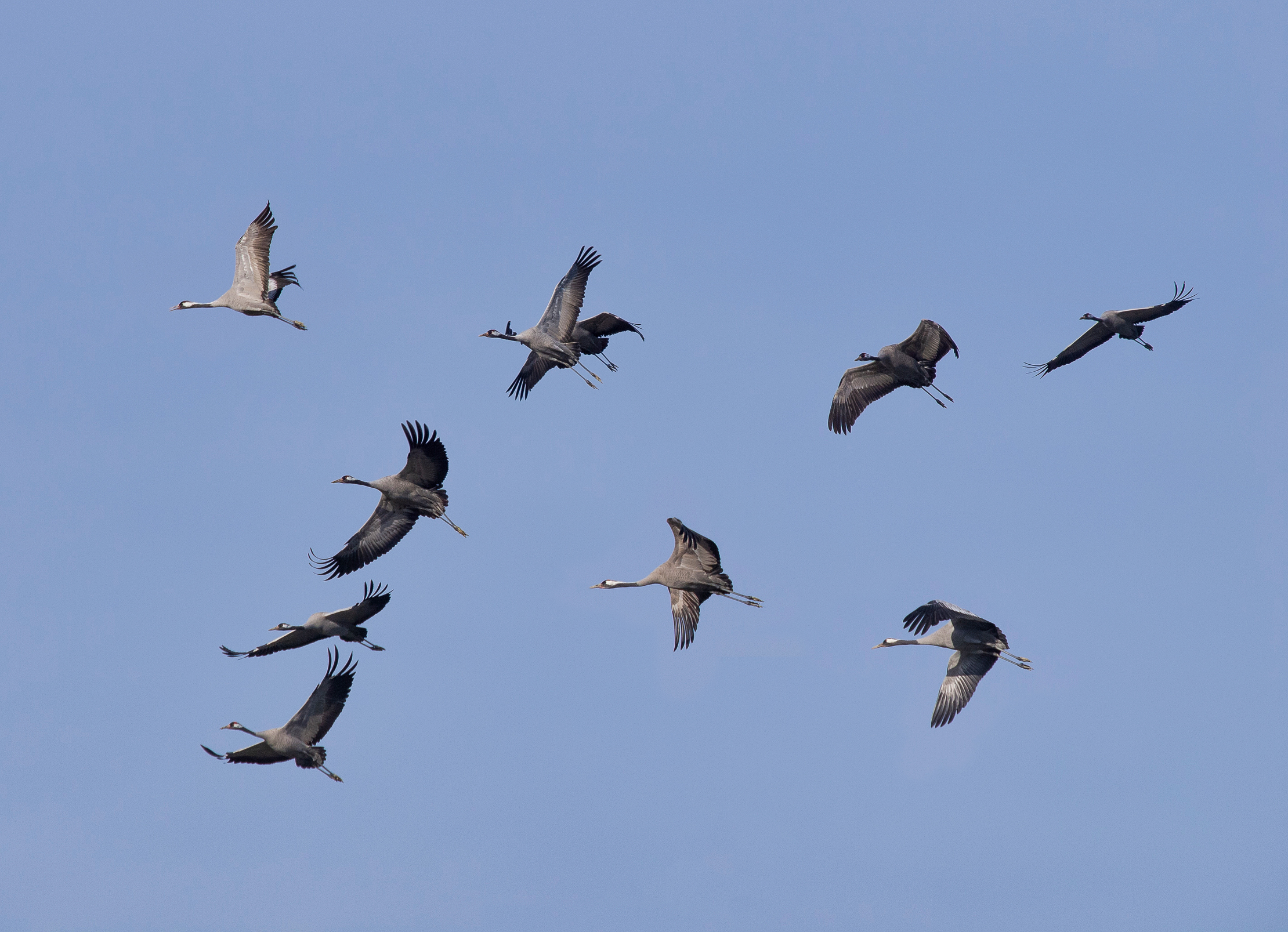 you go home (the migration of cranes)