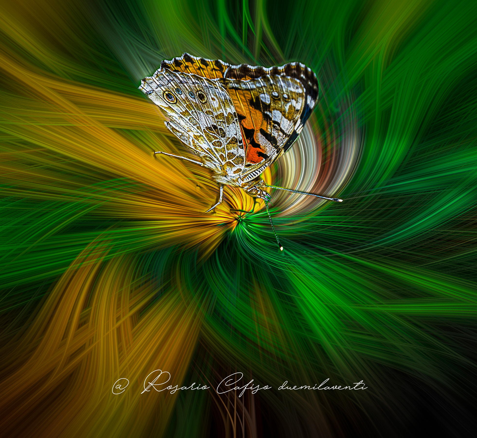 Twirl......Butterfly