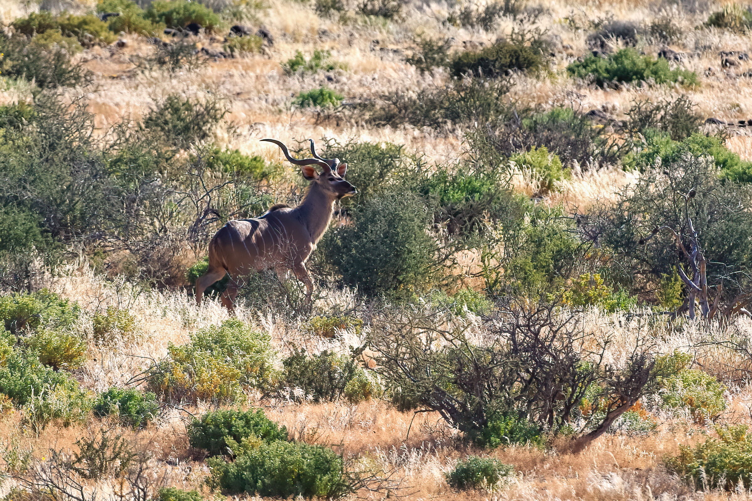 wild Namibia