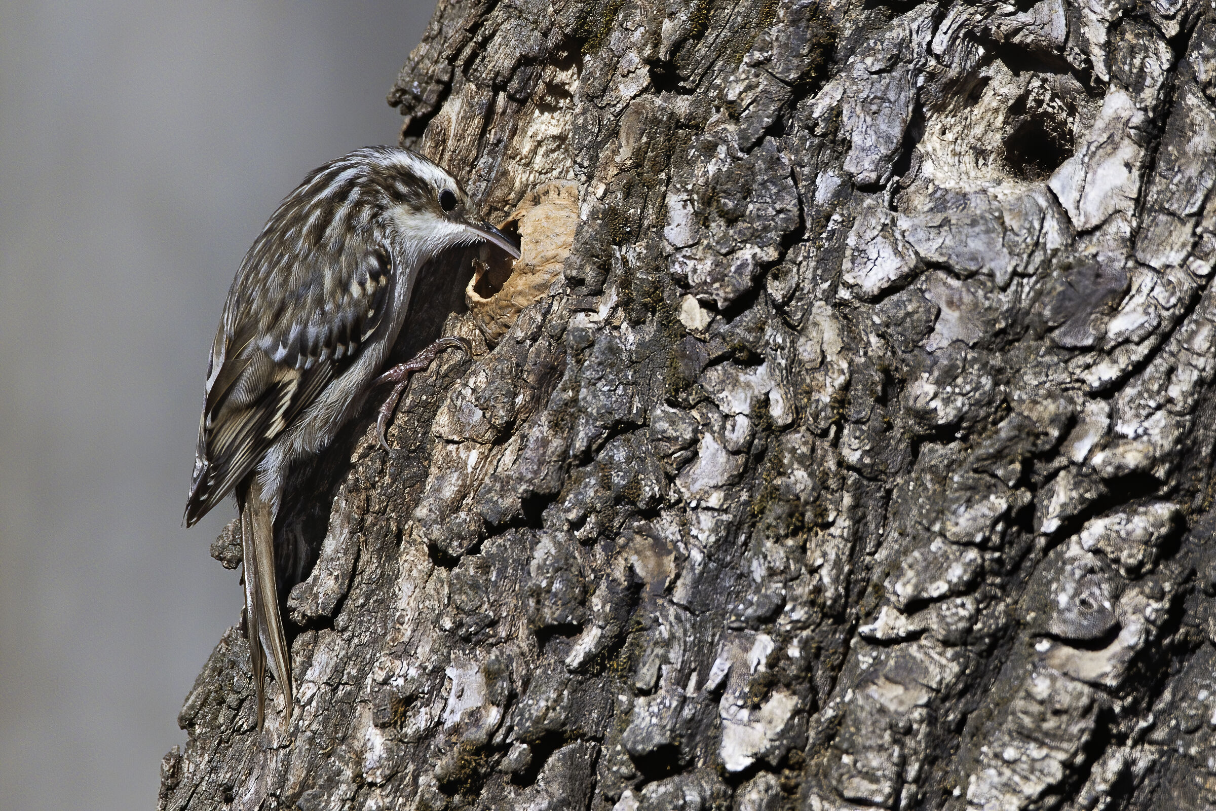 The grappling hook and walnut