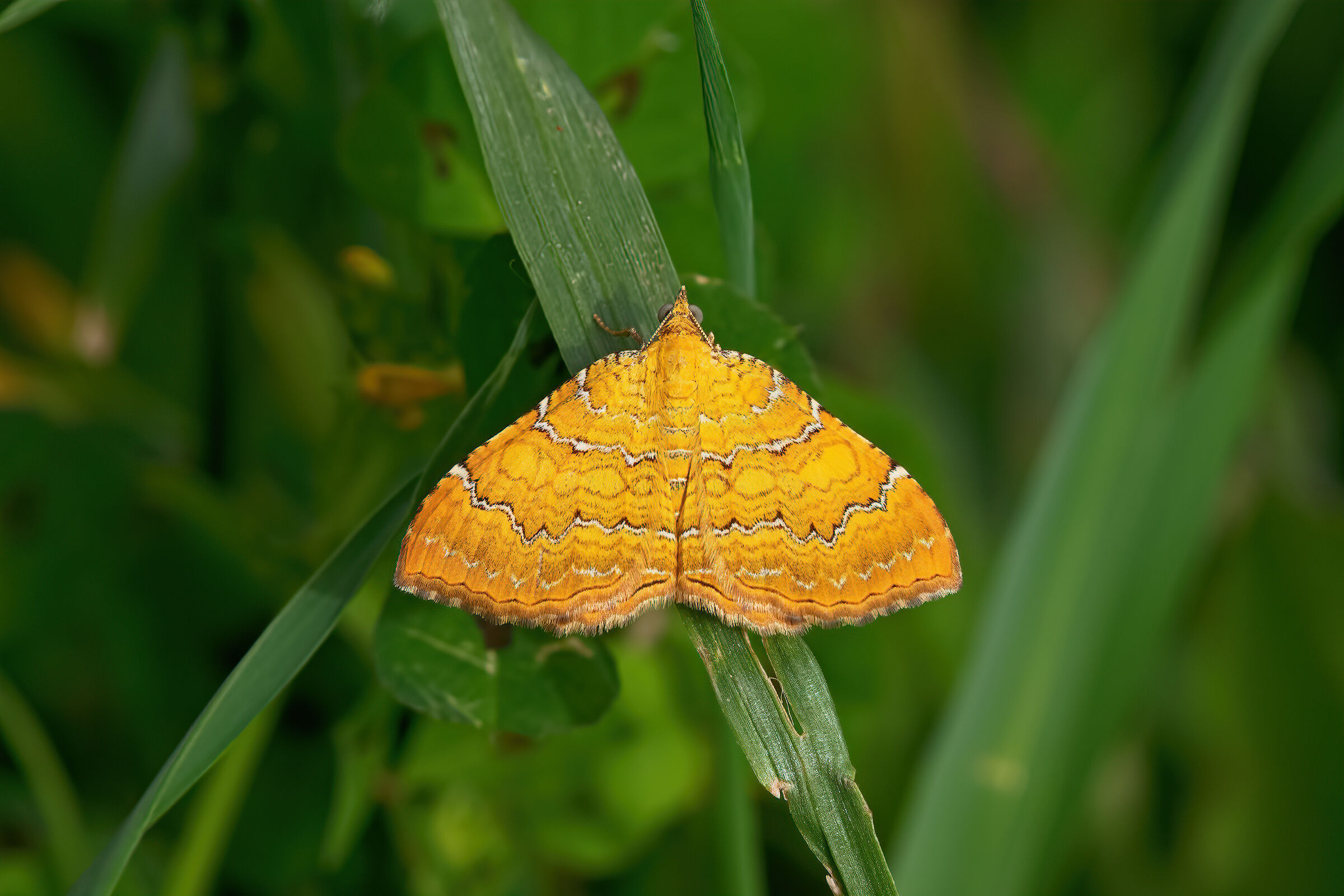 Falena piccola (Camptogramma bilineata Geometridae)