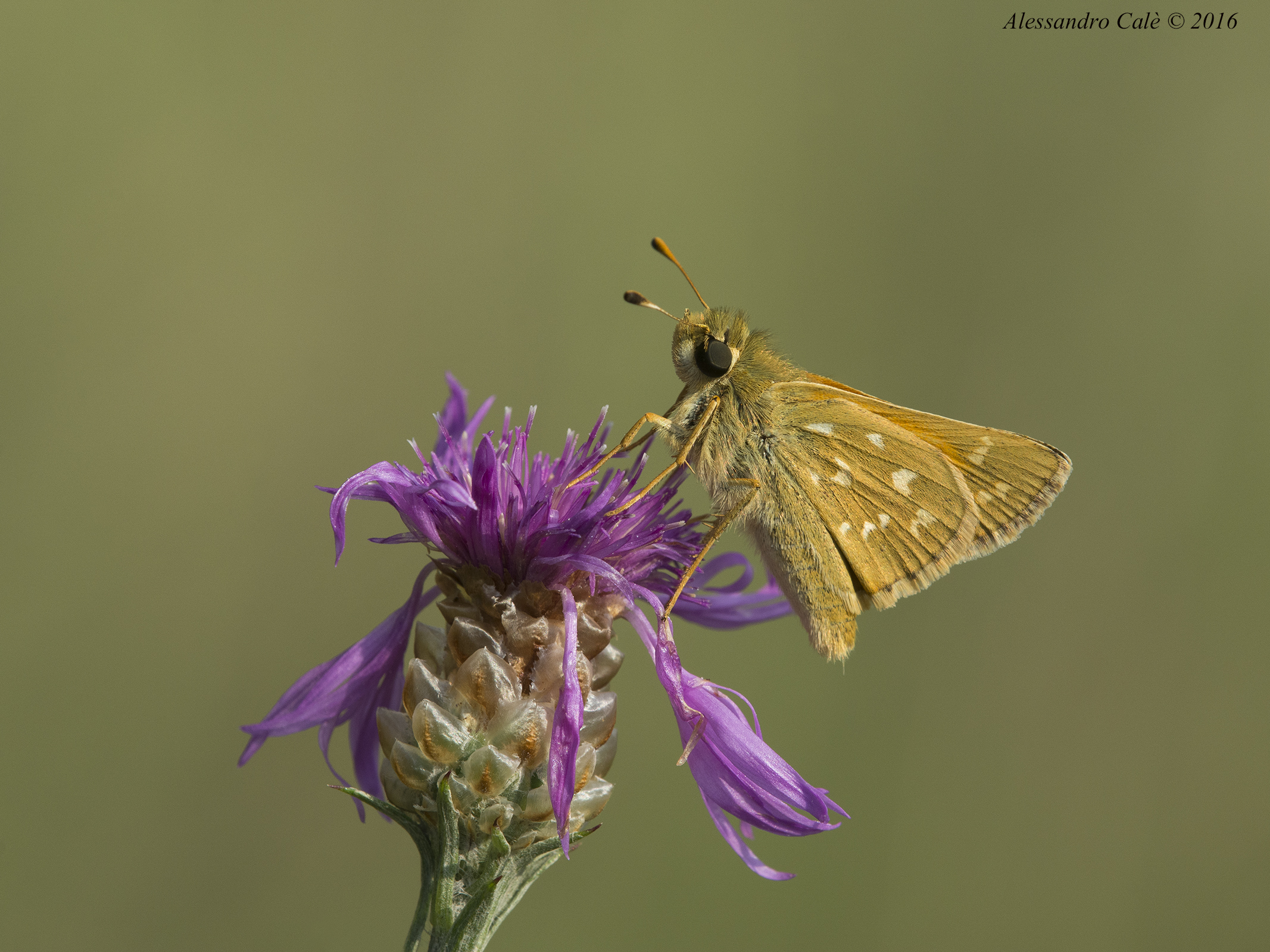 Ochlodes sylvanus 7303