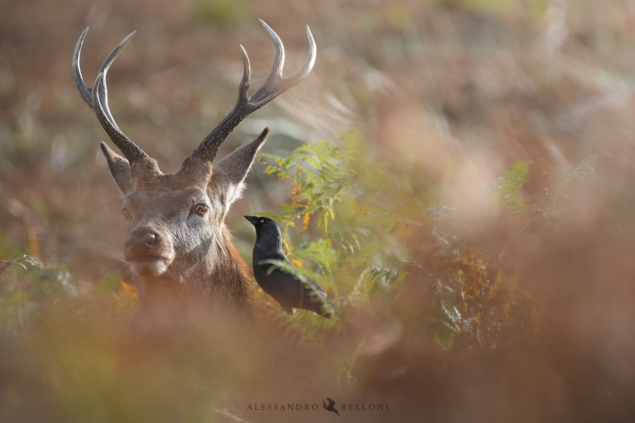 Cervo Nobile (Cervus elaphus)
