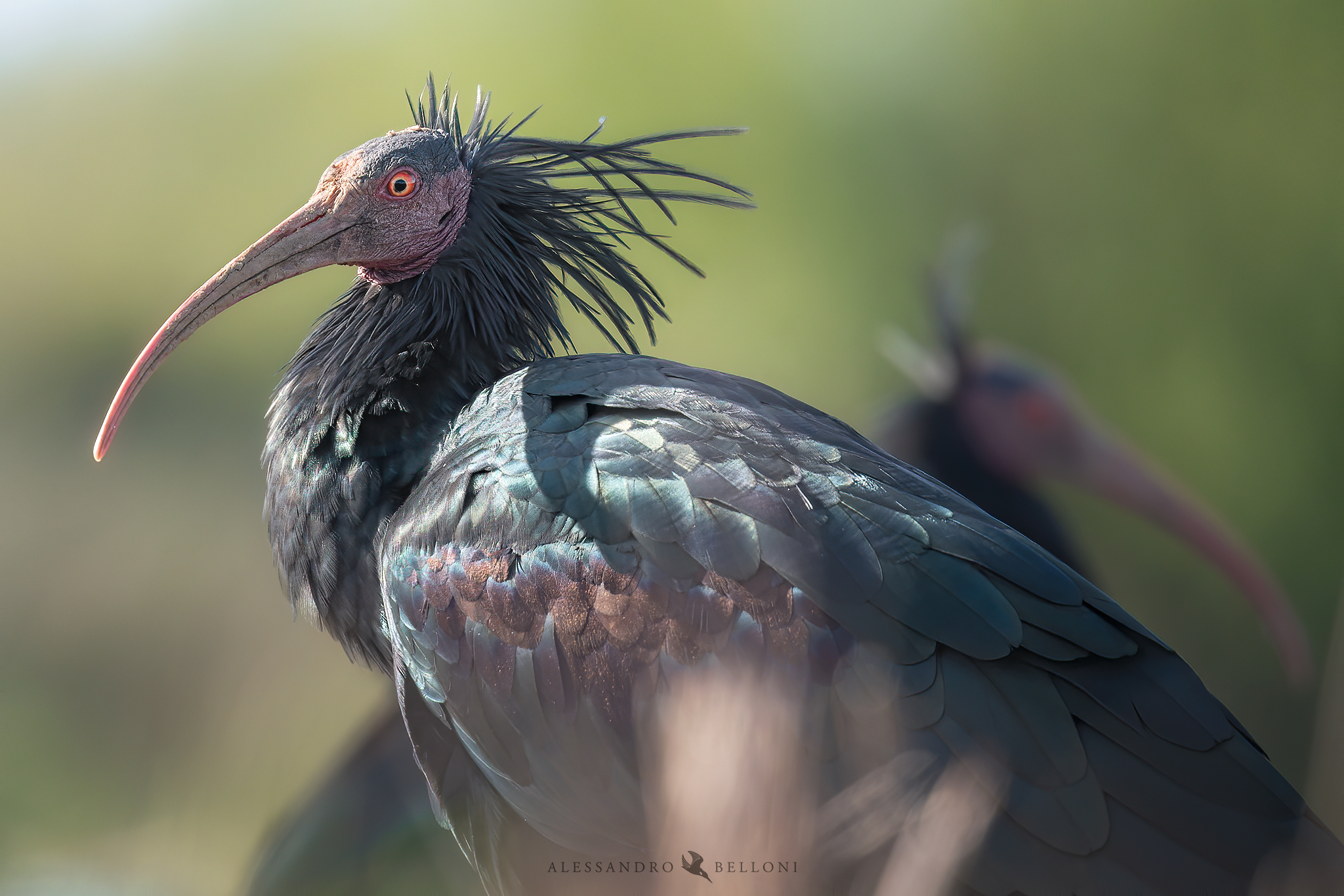 Ibis Eremita (Geronticus eremita)