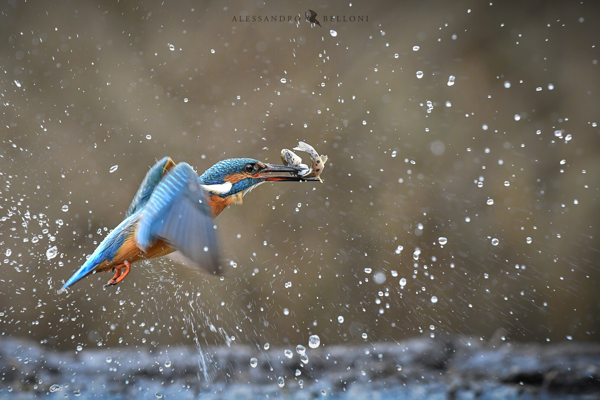Catch me if you can! - Martin Common Fisherman