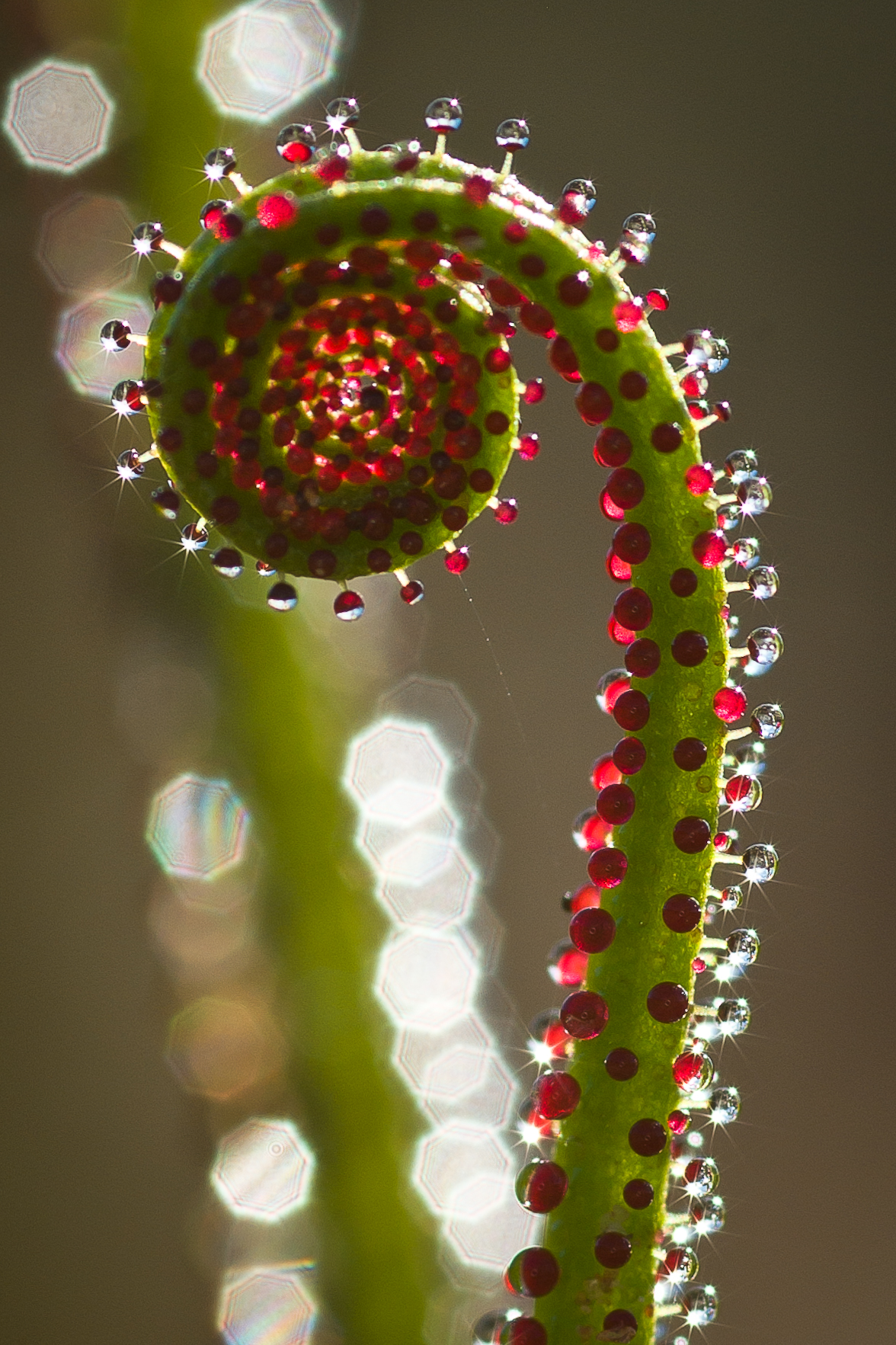 Drosophyllum lusitanicum