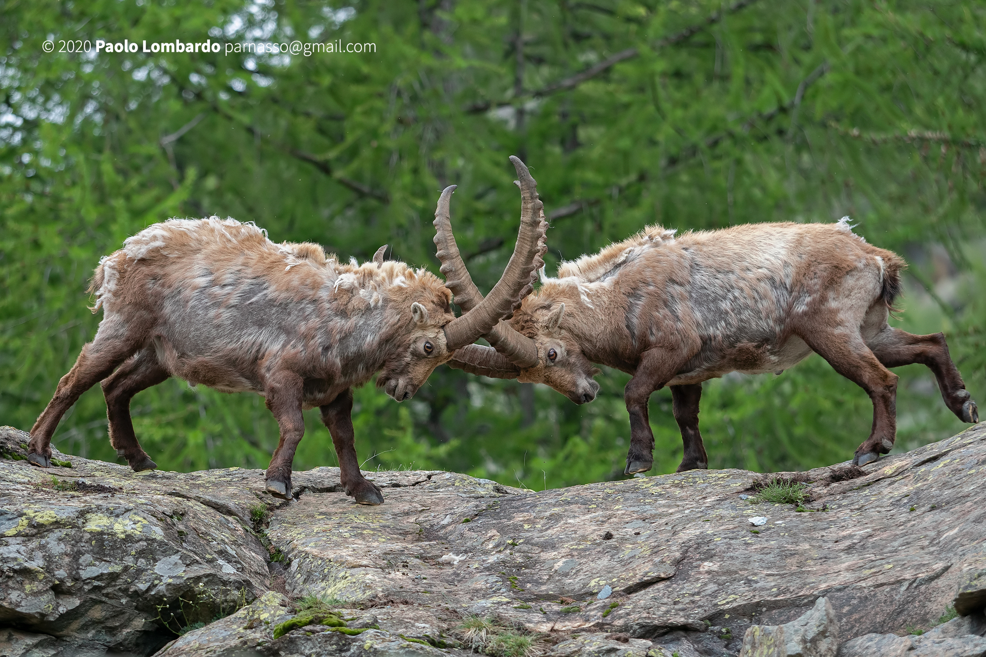 Capra ibex - Steinbock - Stambecco