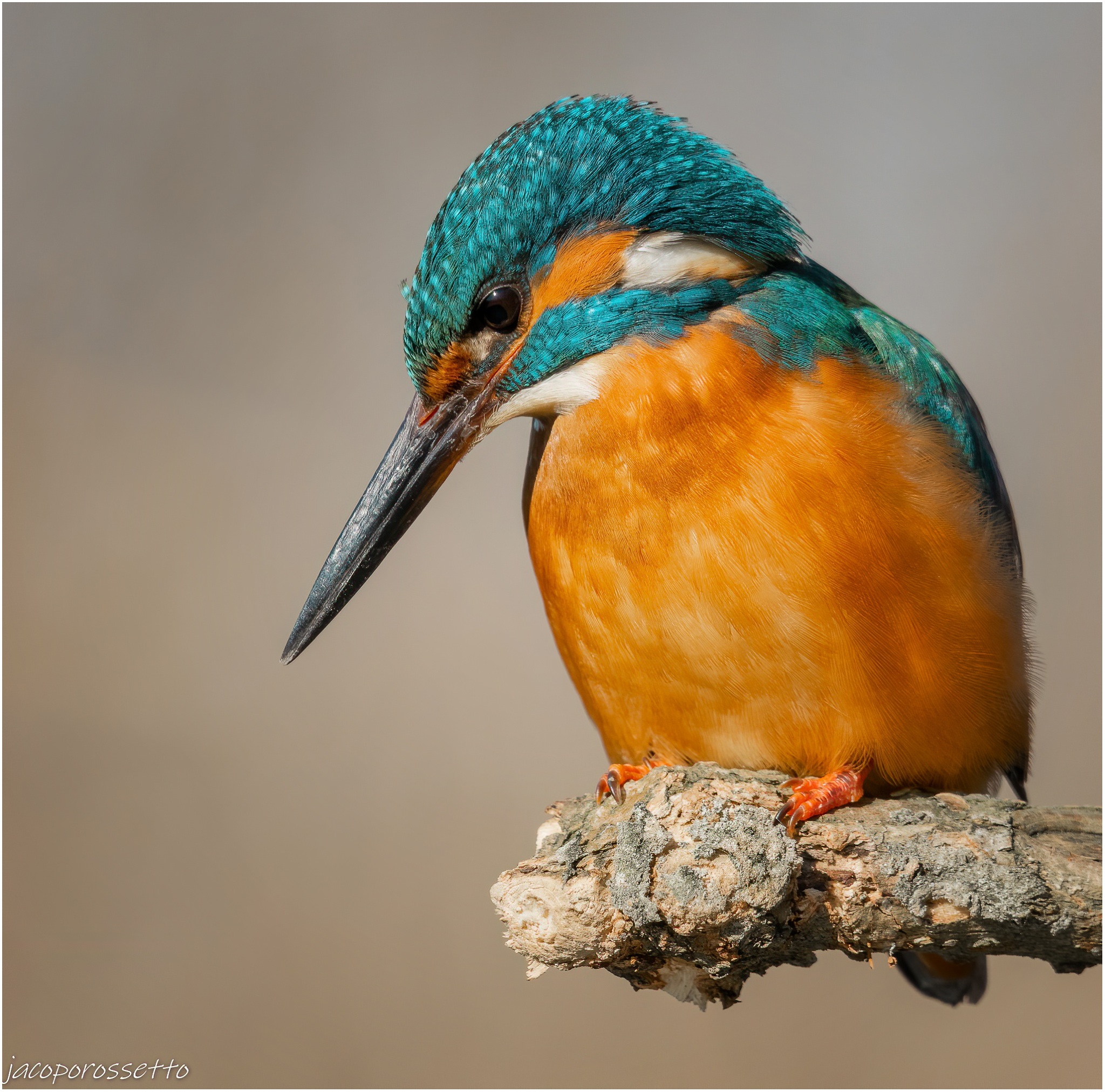 Kingfisher