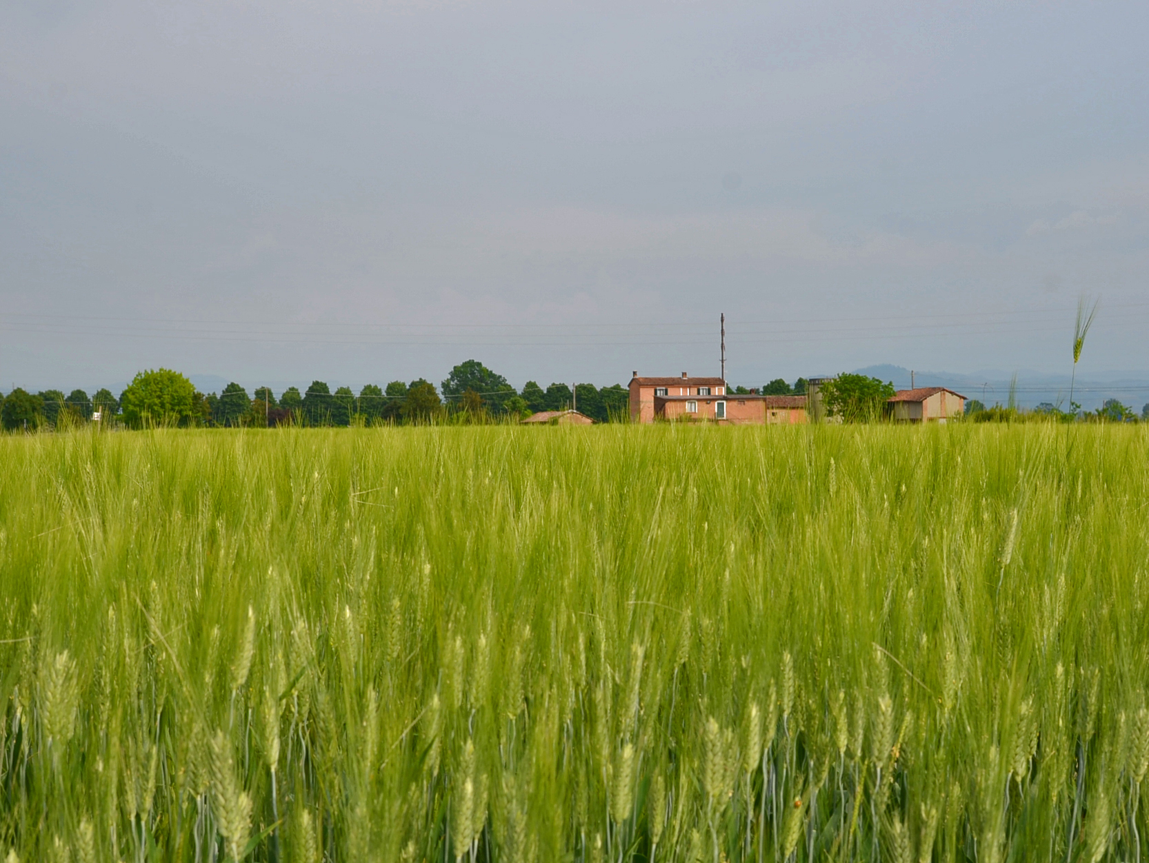 Wheat fields