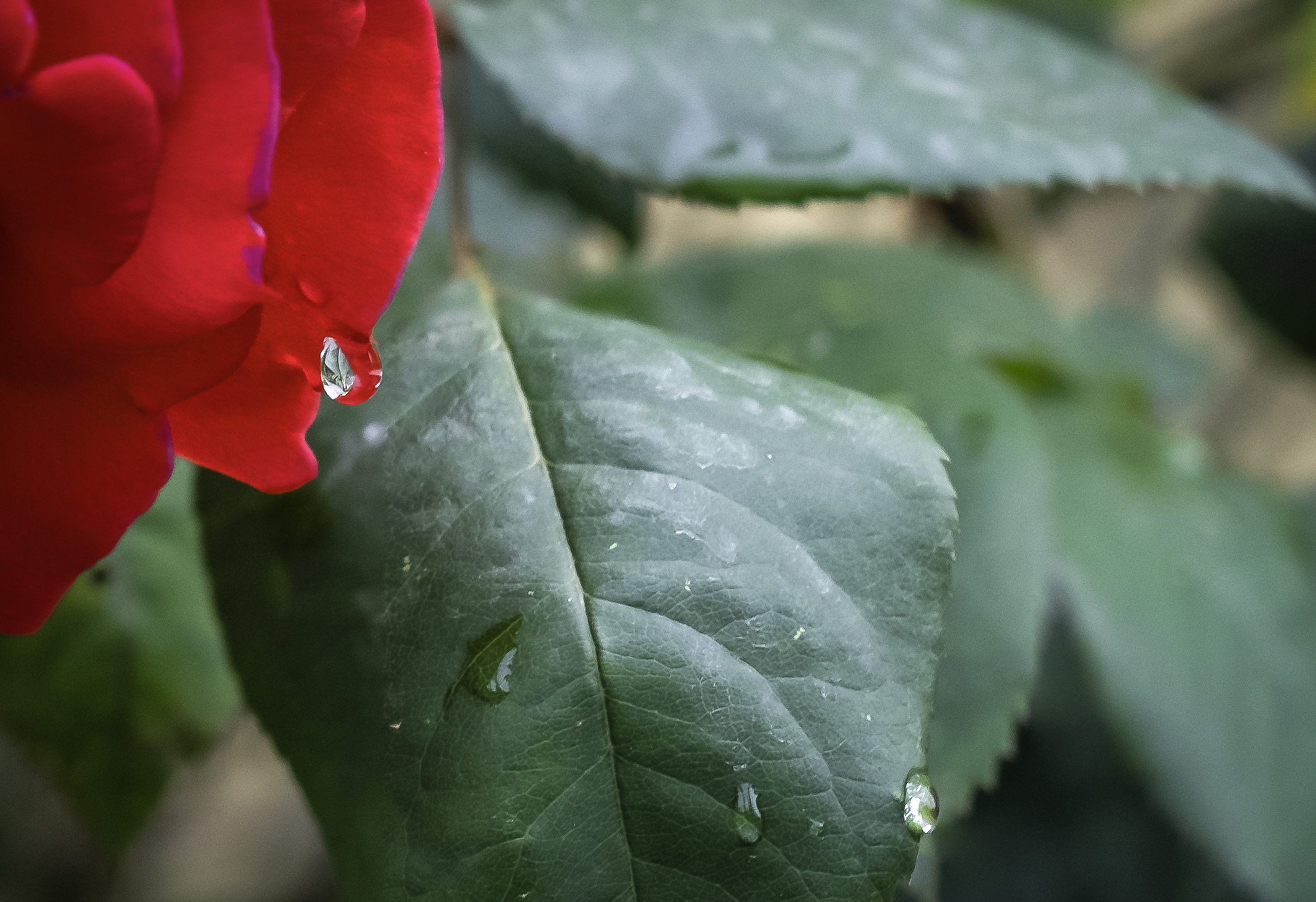 Canon FD 50mm F1.8 focus stacking test