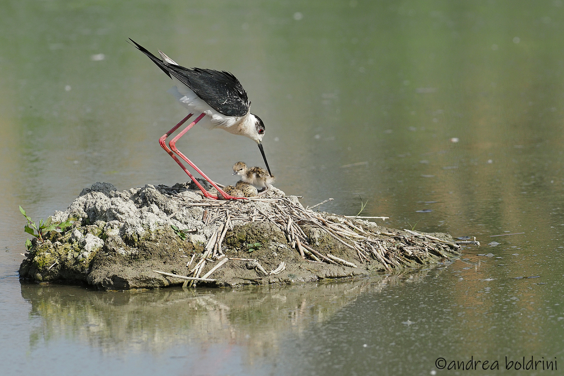 The first of the brood