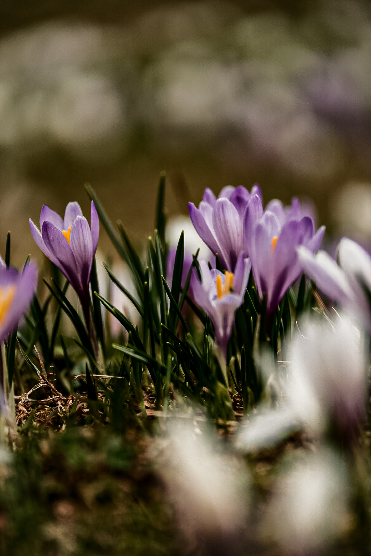 Crocus