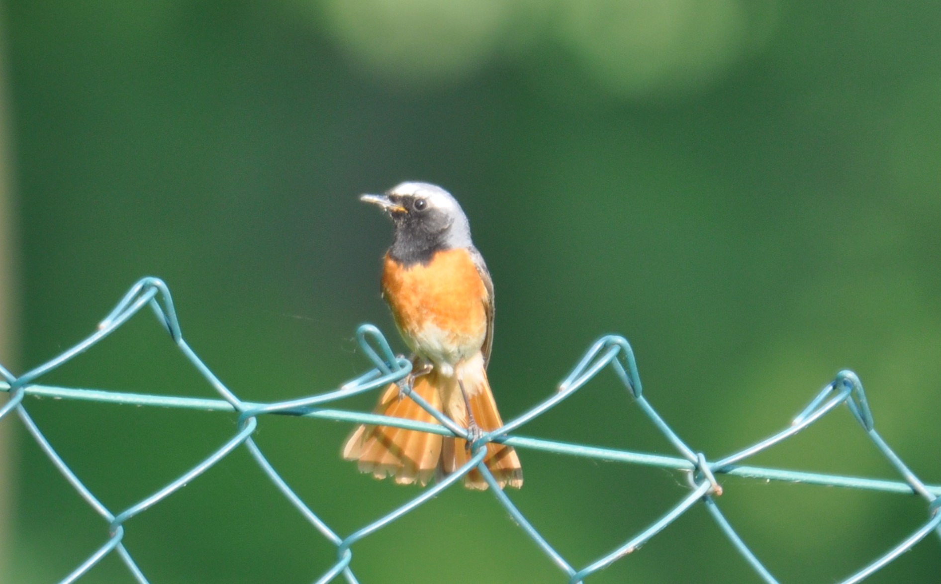 primi tentativi a mano libera tamron 150-600