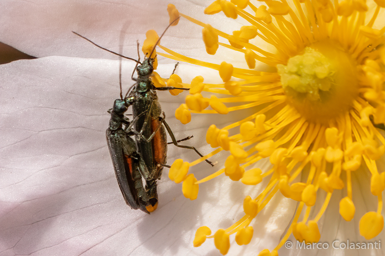 Lurid oedemera in mating