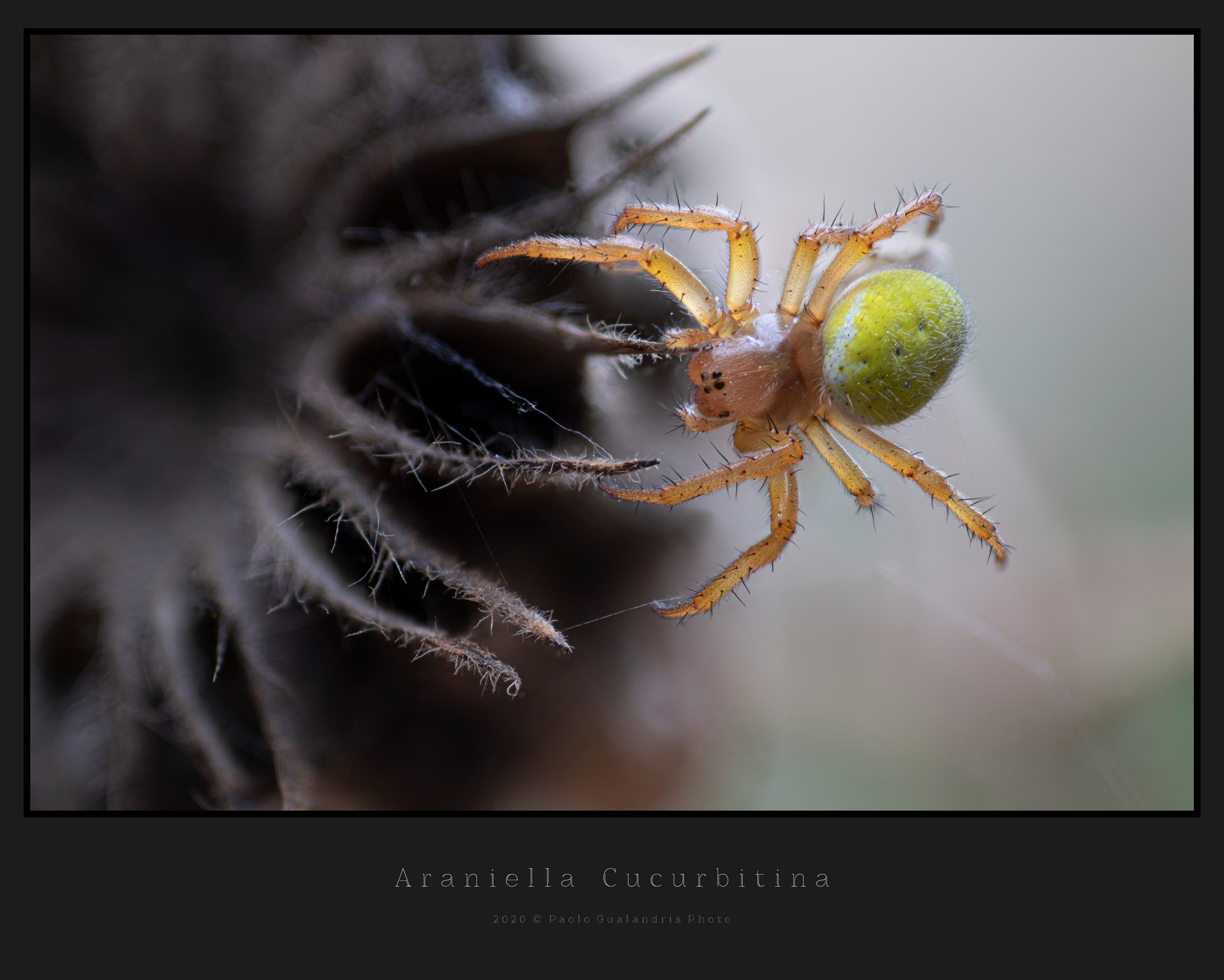 Arenella Cucurbitina