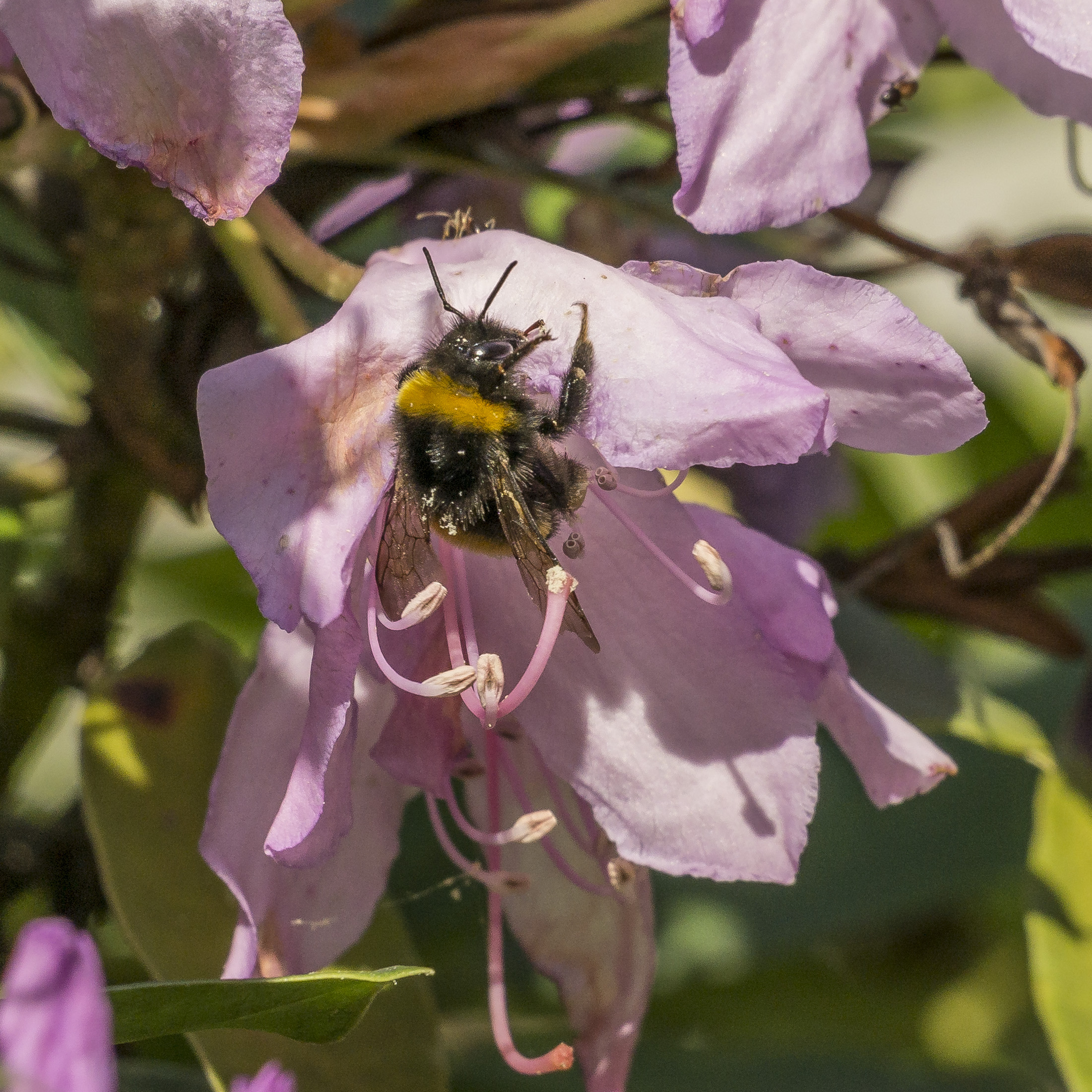 Rhododendron Catawbiense - 52 (con bombo)
