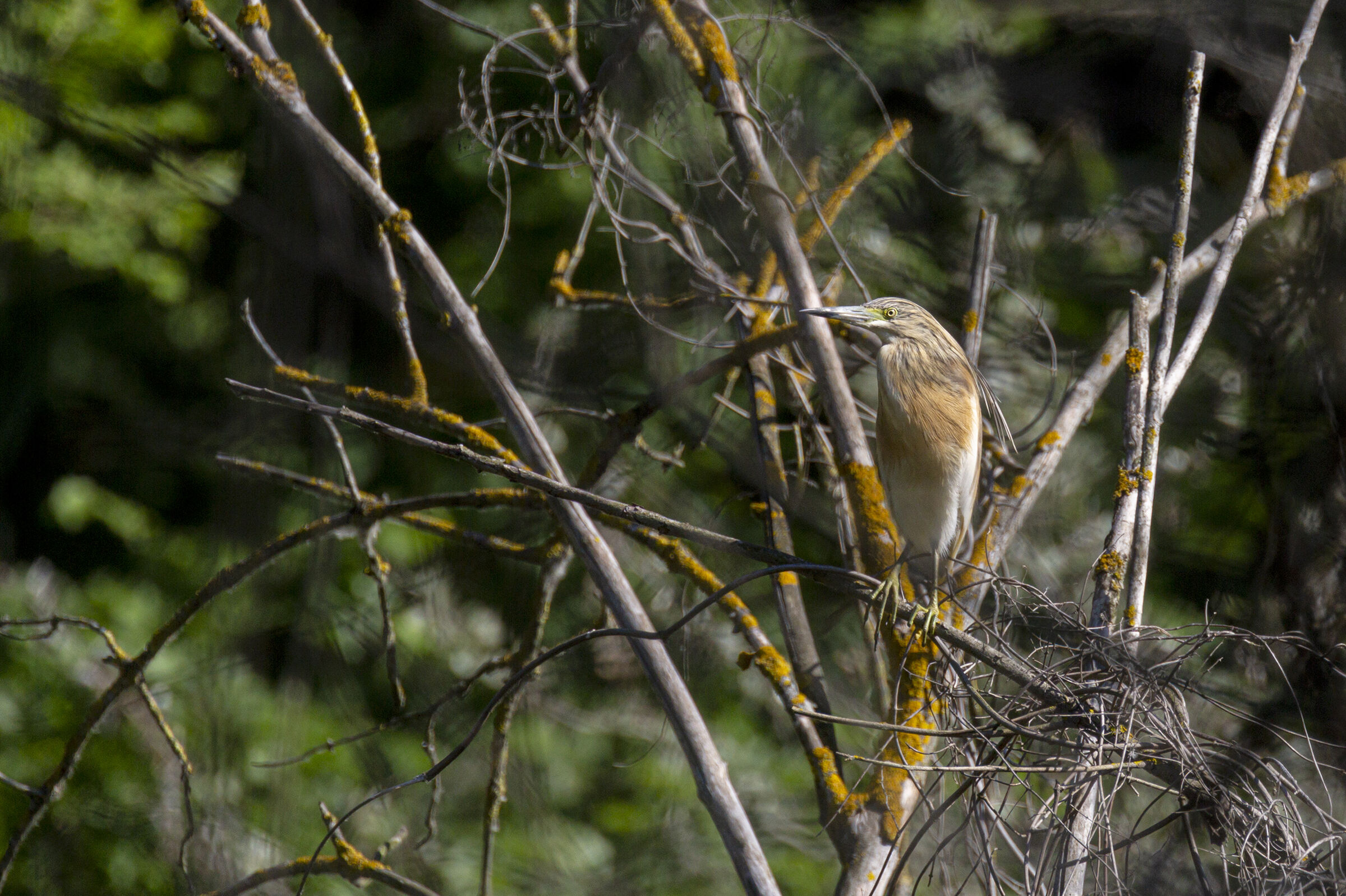 Lungo le rive del fiume