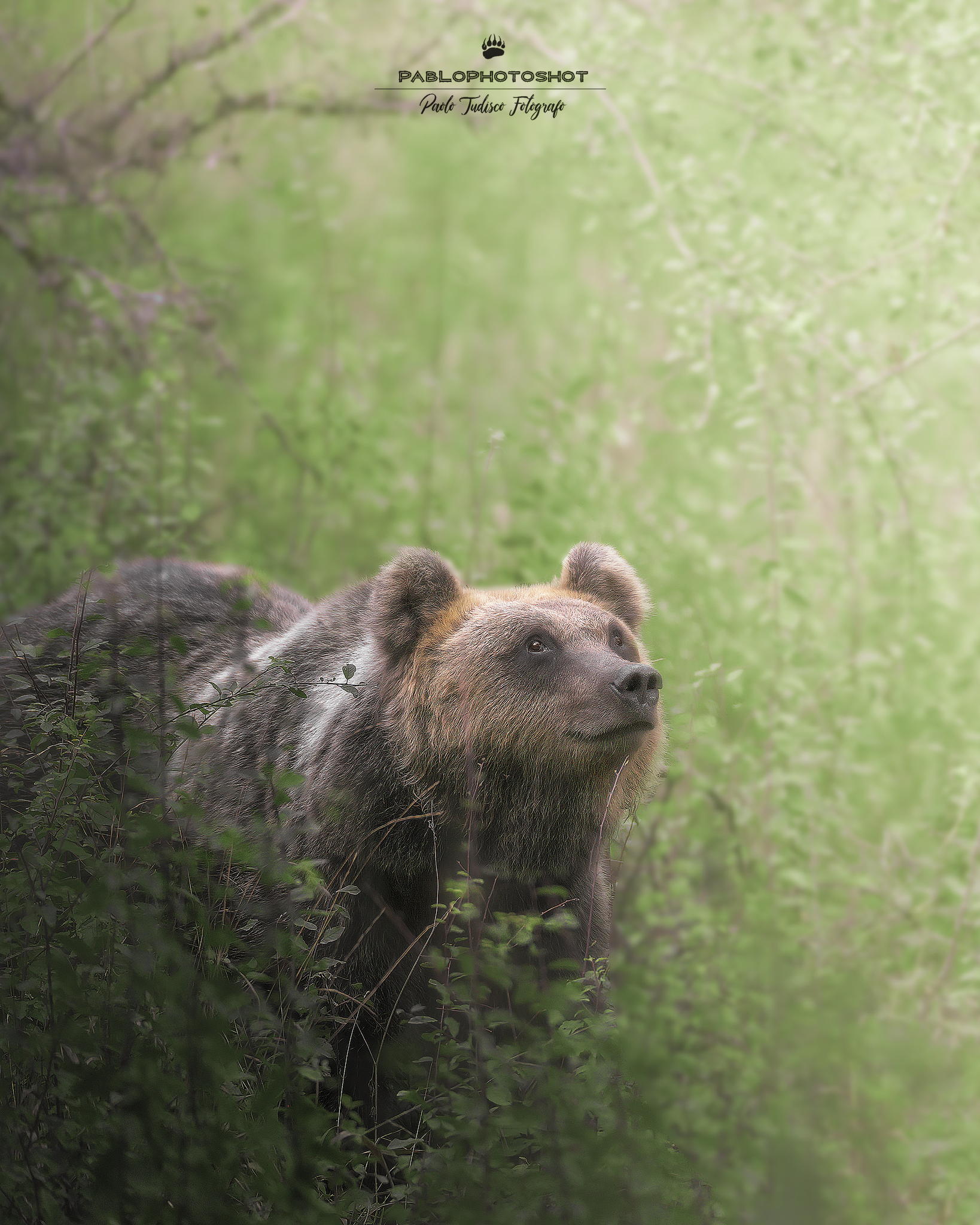 The hunger of the giant in exstition (Marsican)