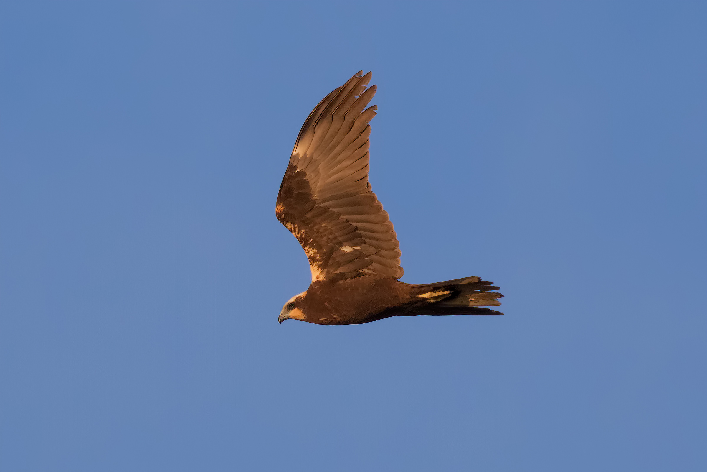 Falco di Palude ( Femmina)