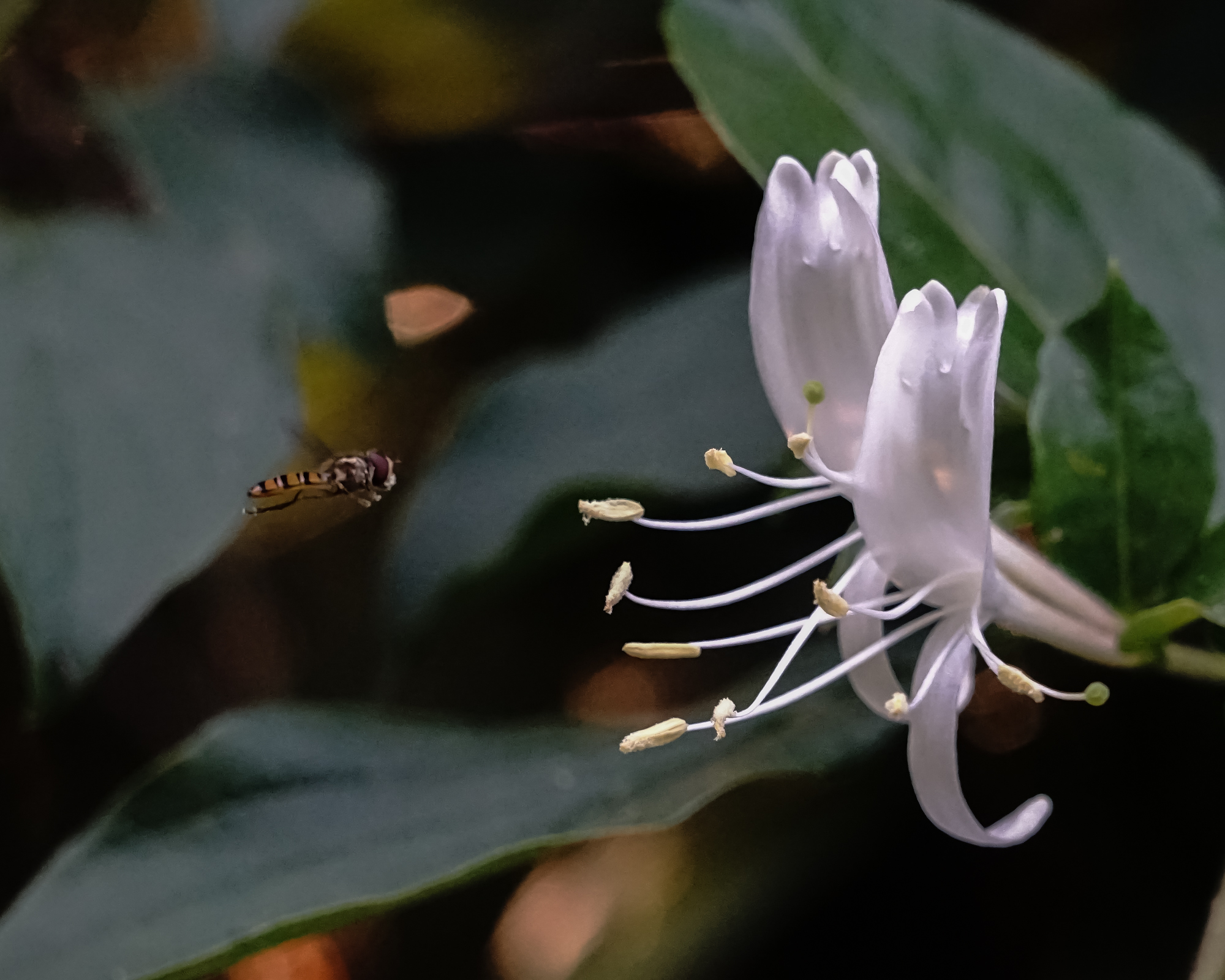 Sirfide and honeysuckle