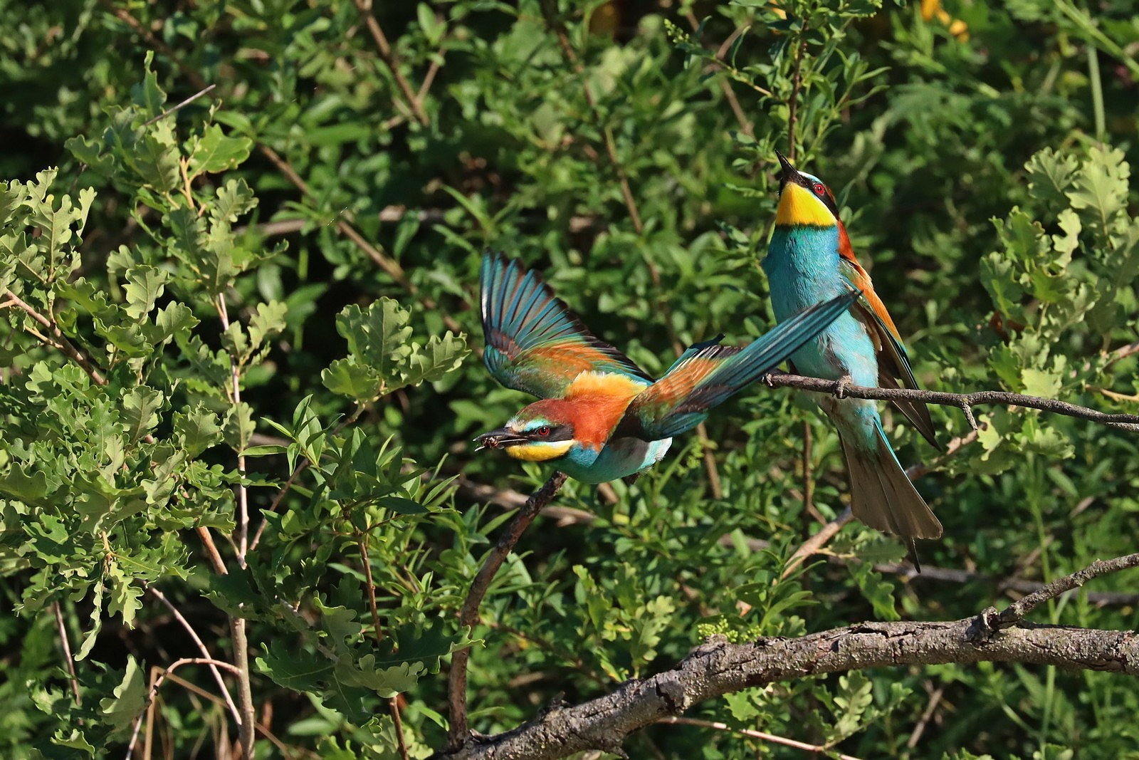 Maschio di gruccione in volo
