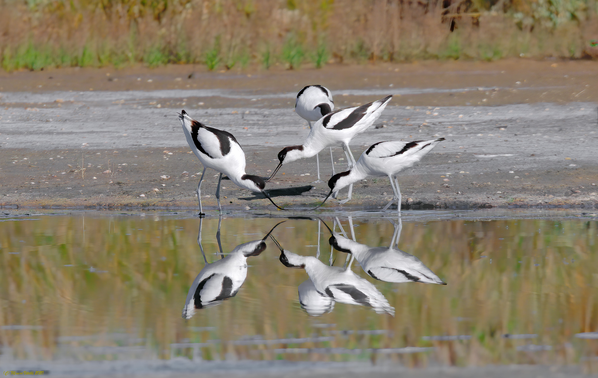 Avocette (Avosetta Curve)