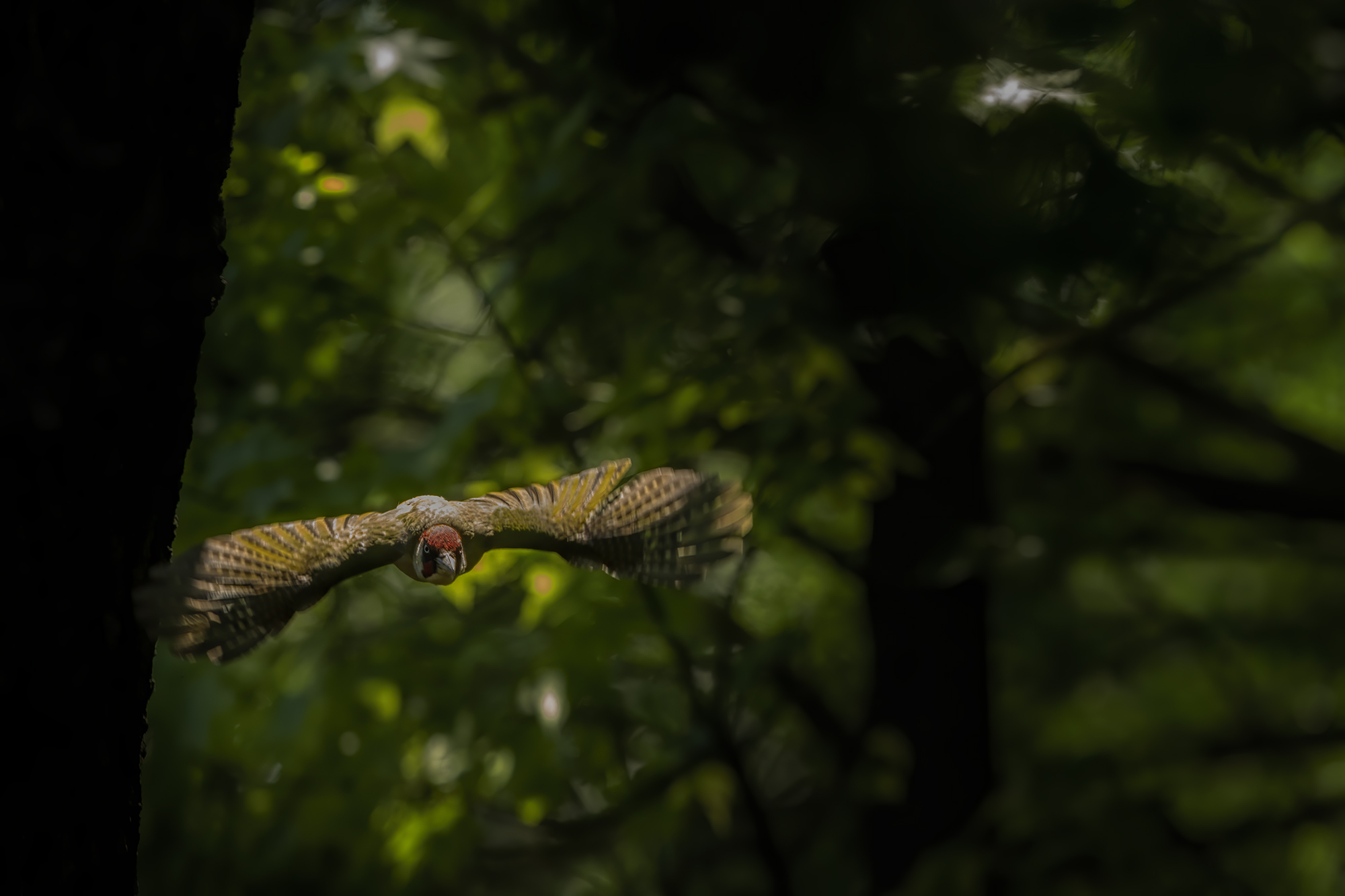 the shadows were falling into the valley and appeared