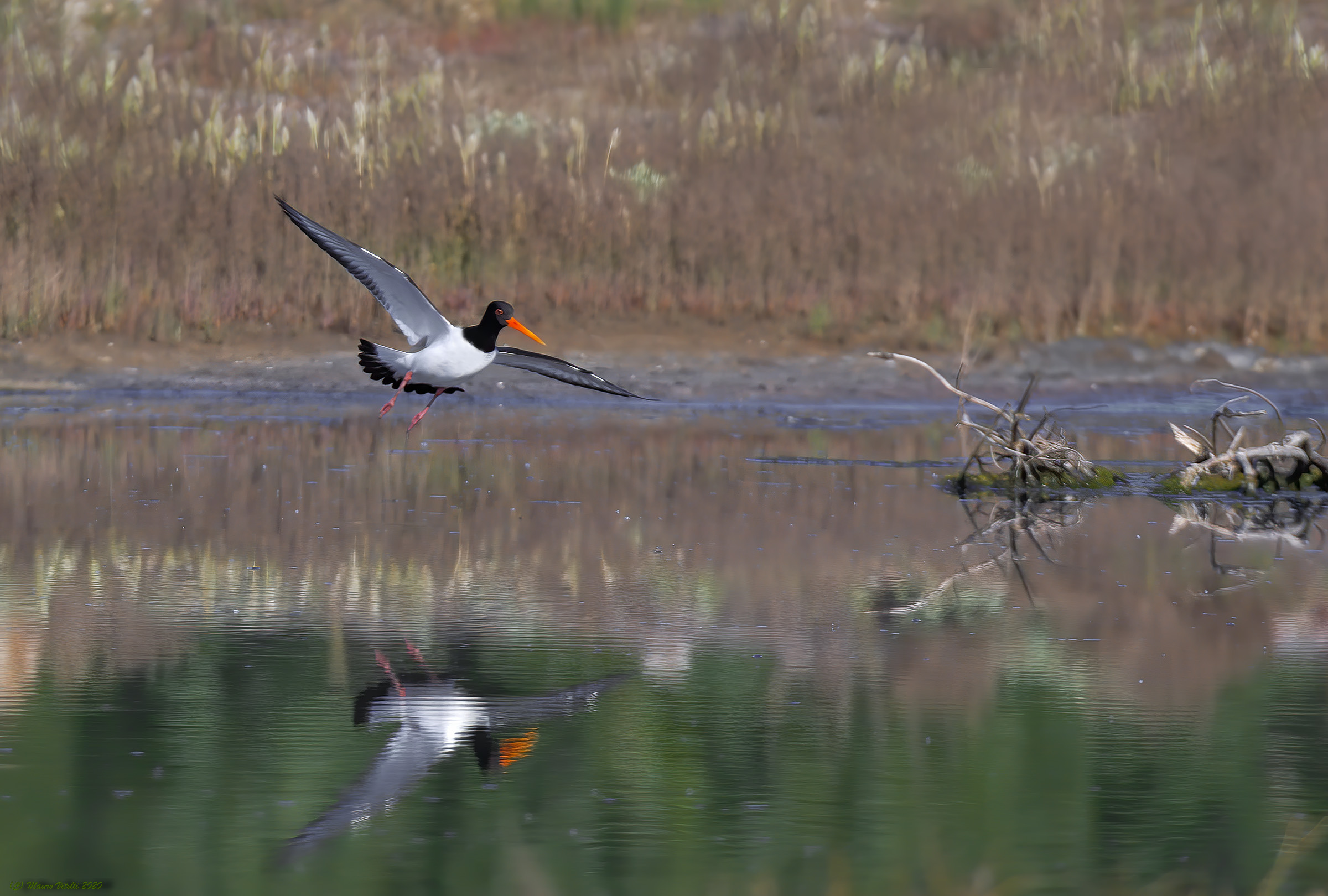 Sea beak (Haematopus ostralegus)