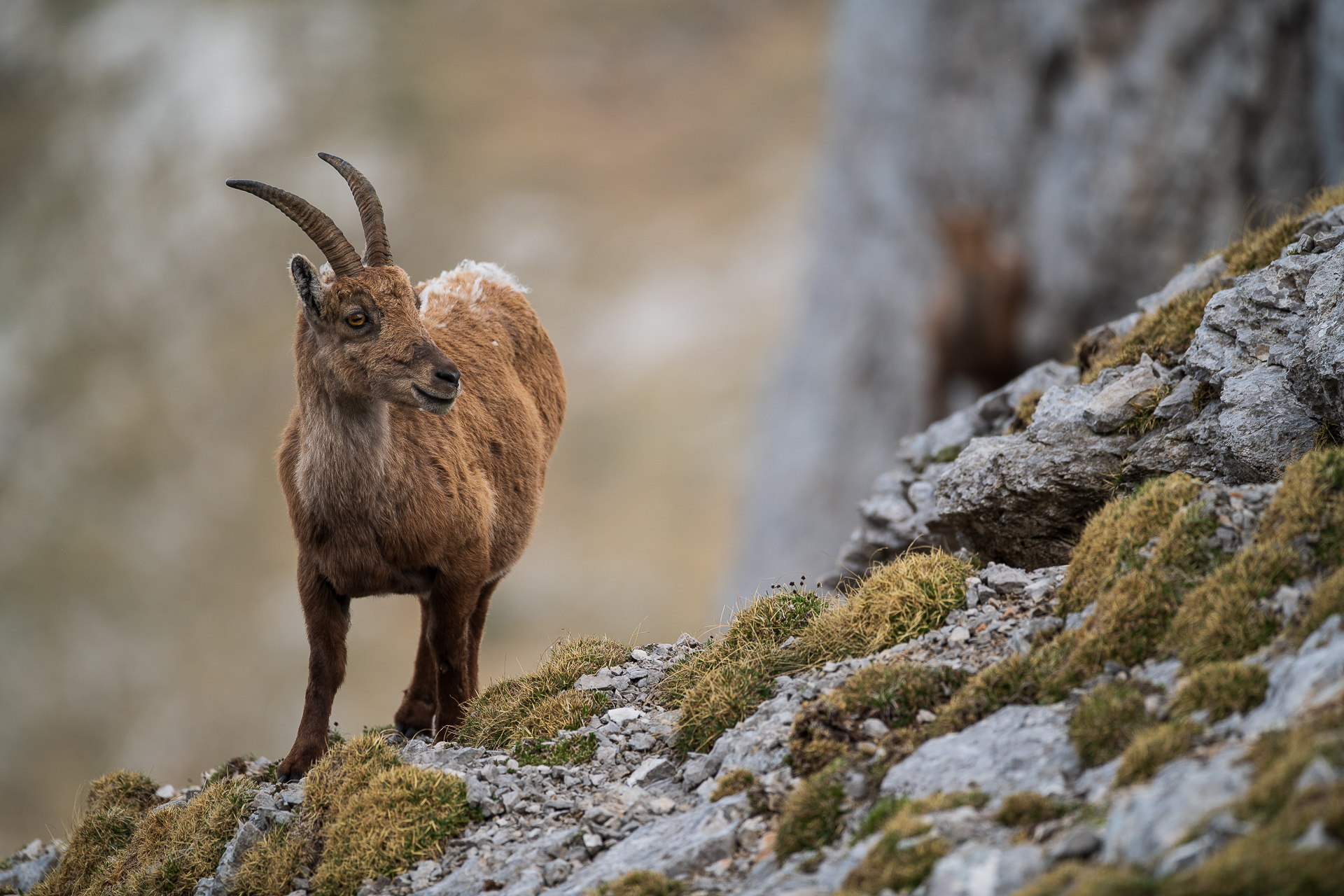 Capra Ibex nelle Alpi Kamnik Savinja