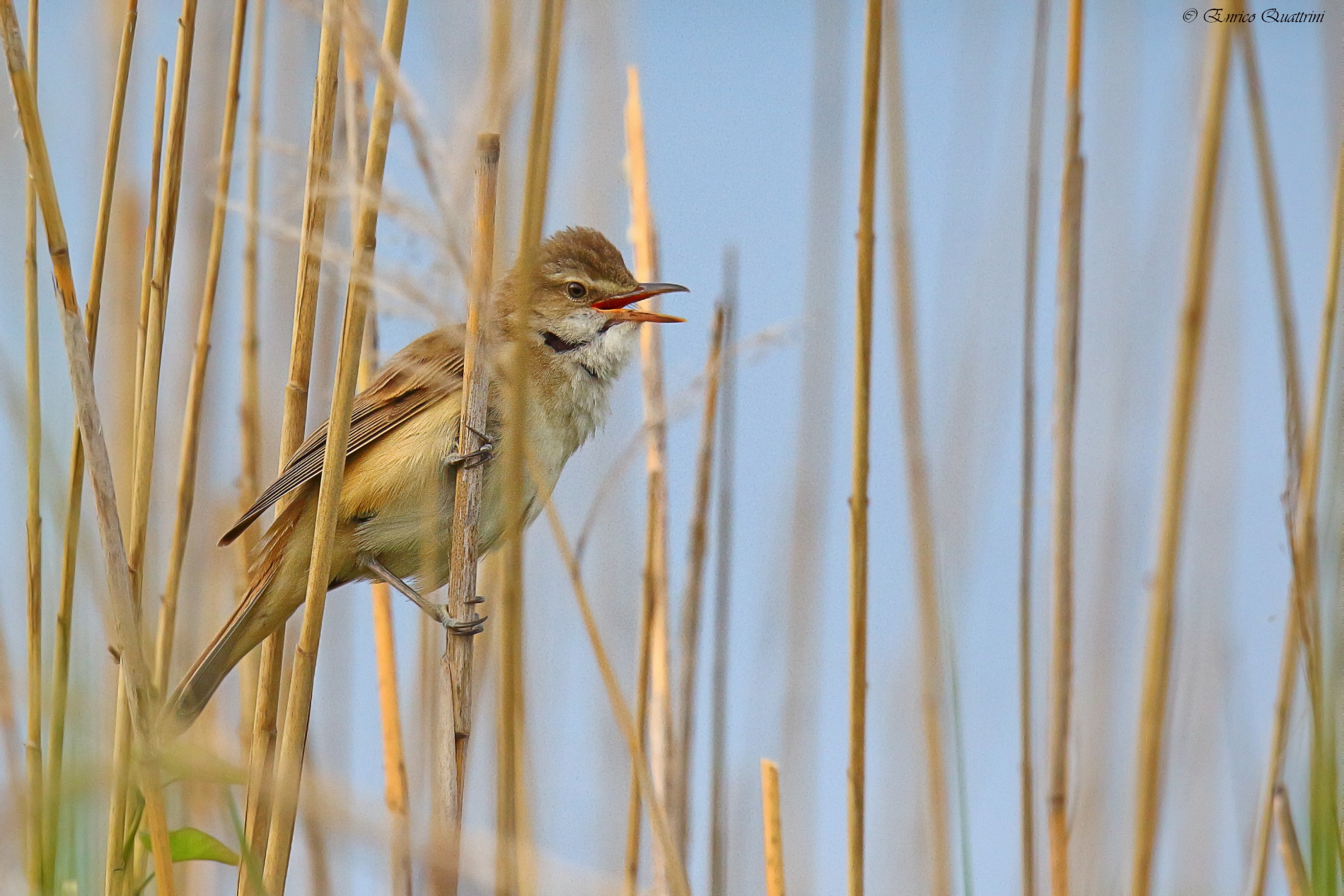 Cannareccione ambientato