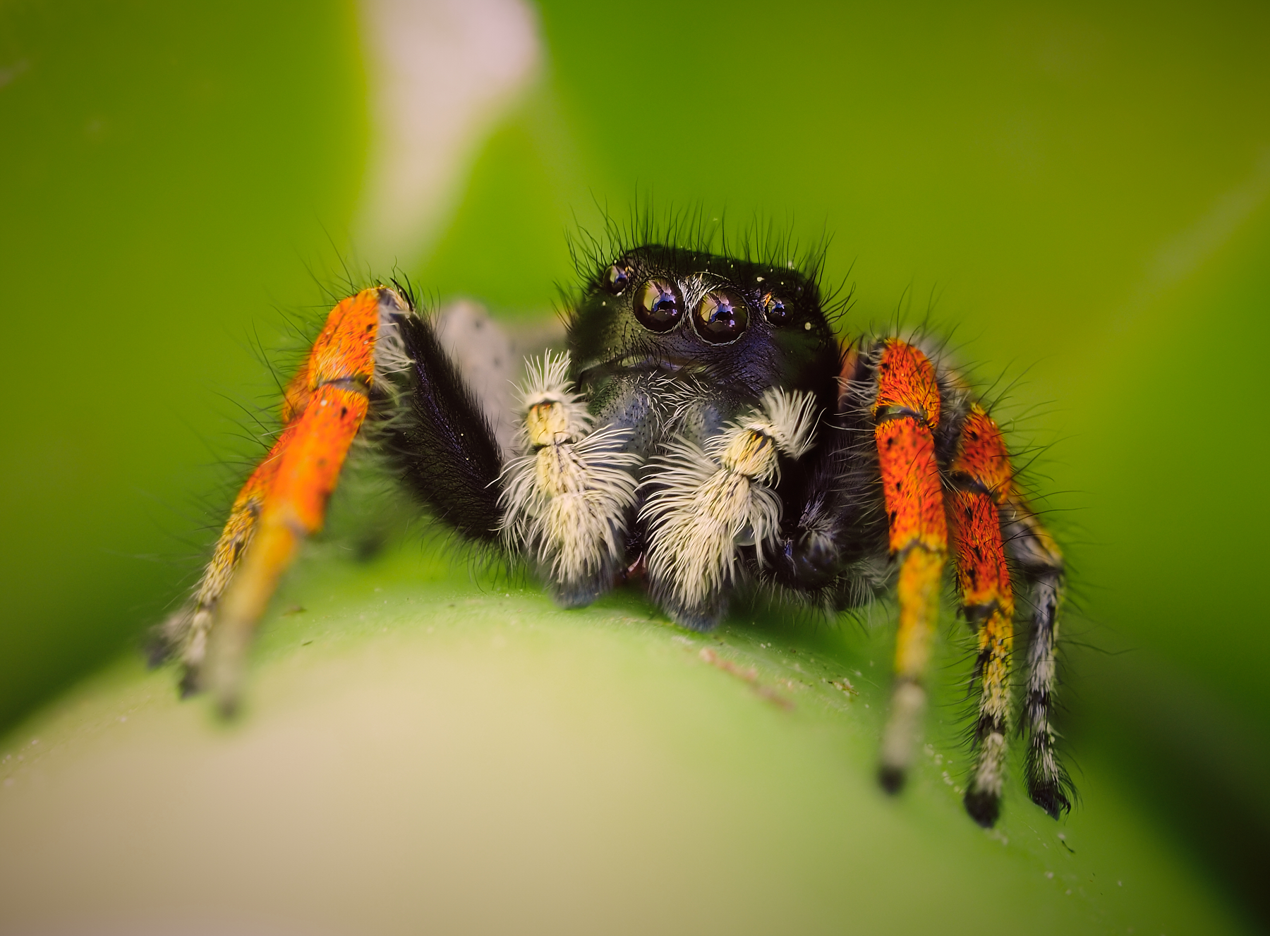 Maschio di Philaeus chrysops