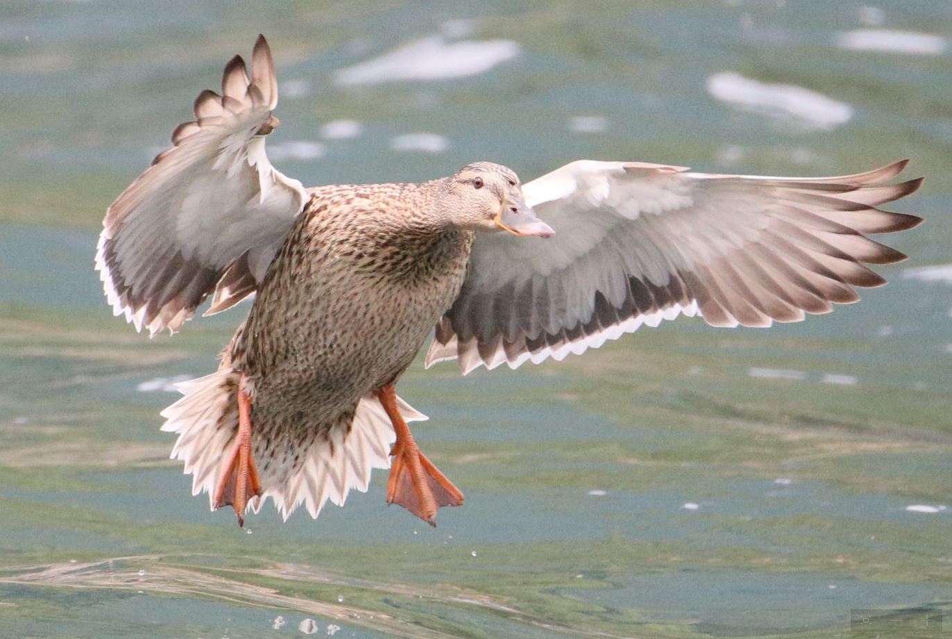 duckling on landing