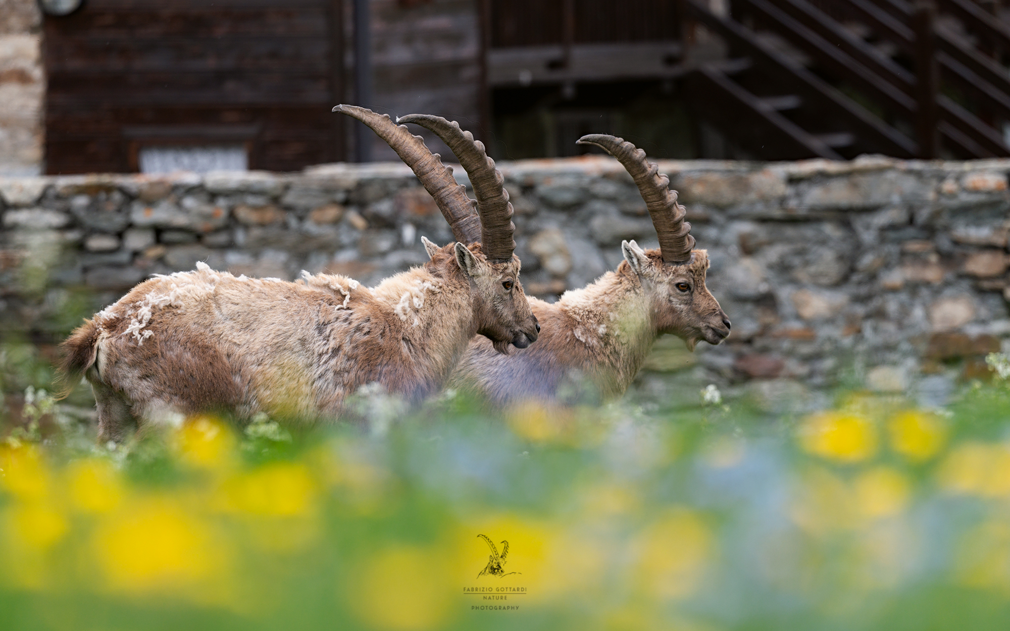A spasso tra i fiori
