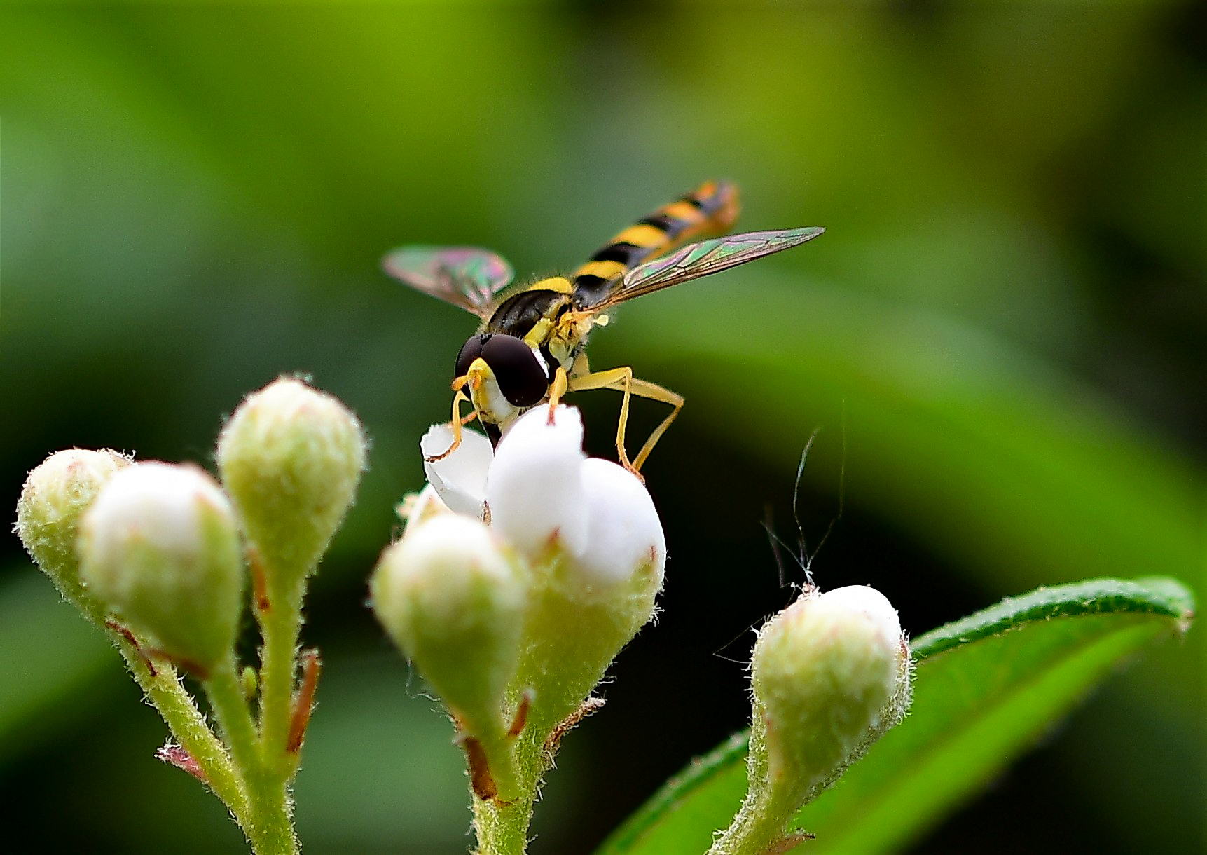 Insects on cotton flowersaster