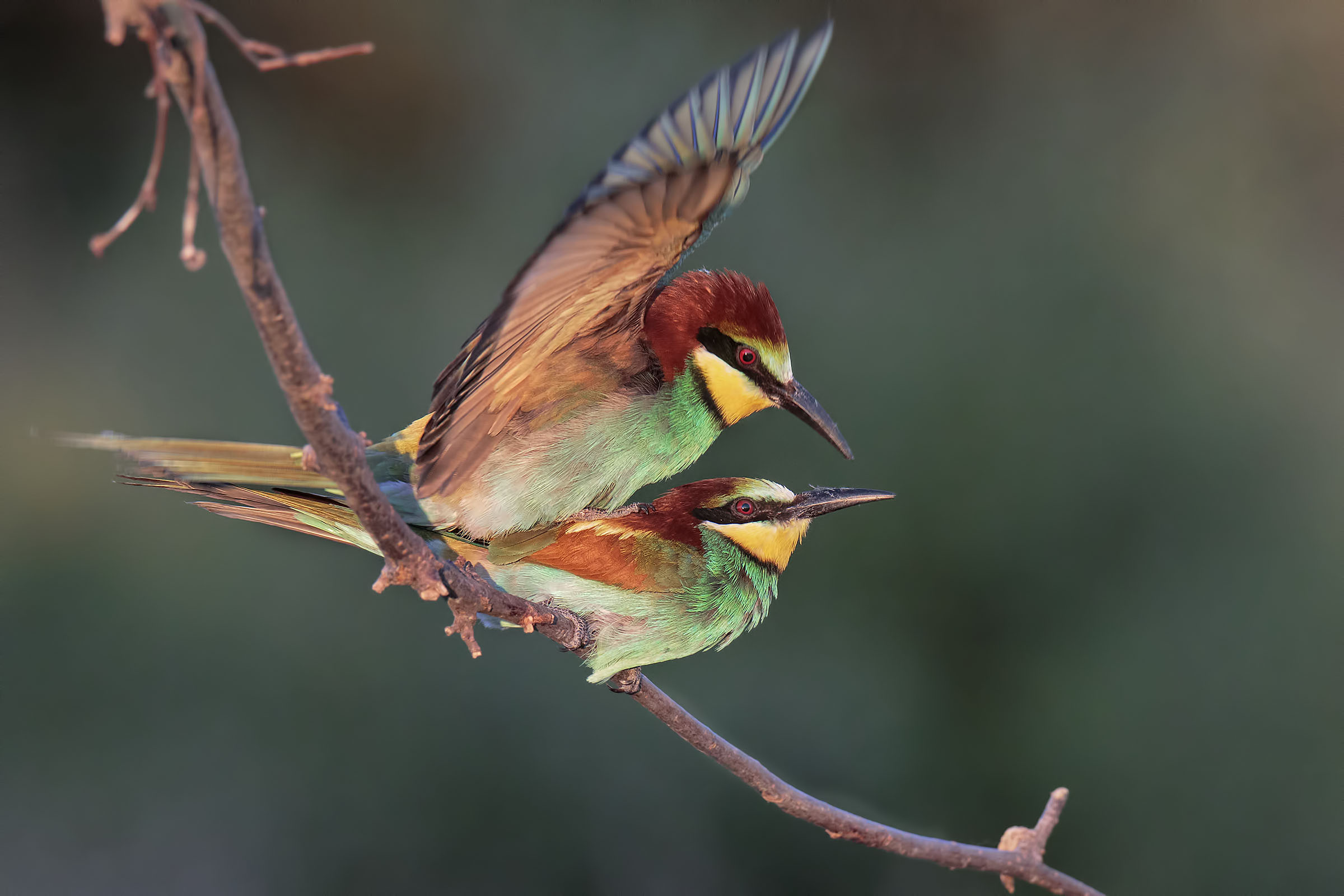 L'amor che move il sole e l'altre stelle