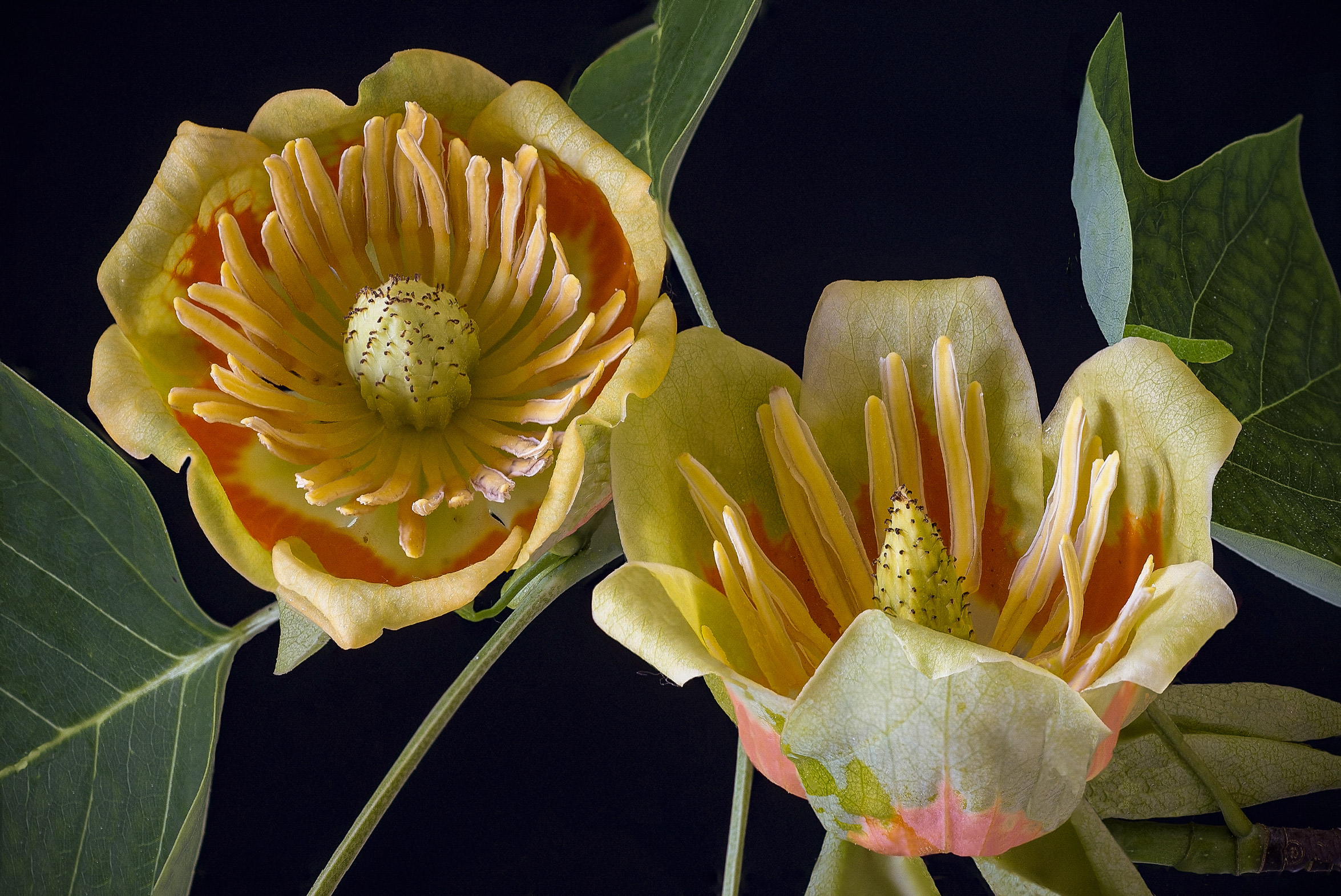 Albero dei tulipani - Liriodendro